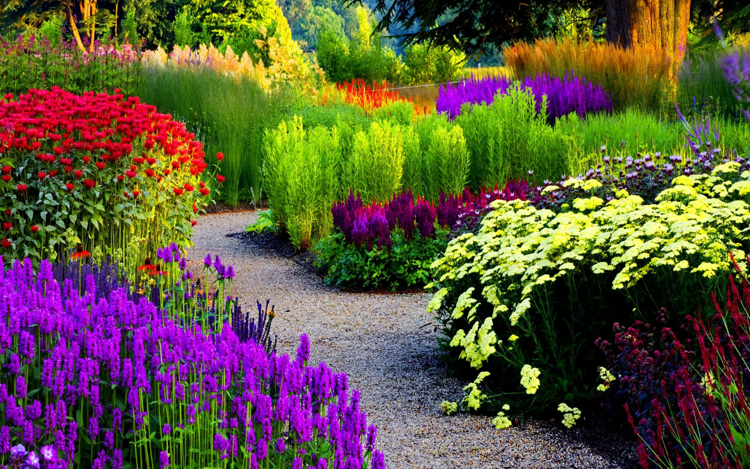Garden Photography 桌布 壁紙 — 一條蜿蜒的碎石小徑穿過一個充滿活力的花園，在明亮的陽光下，花園裡開滿了紅色、紫色、黃色和綠色的花朵。