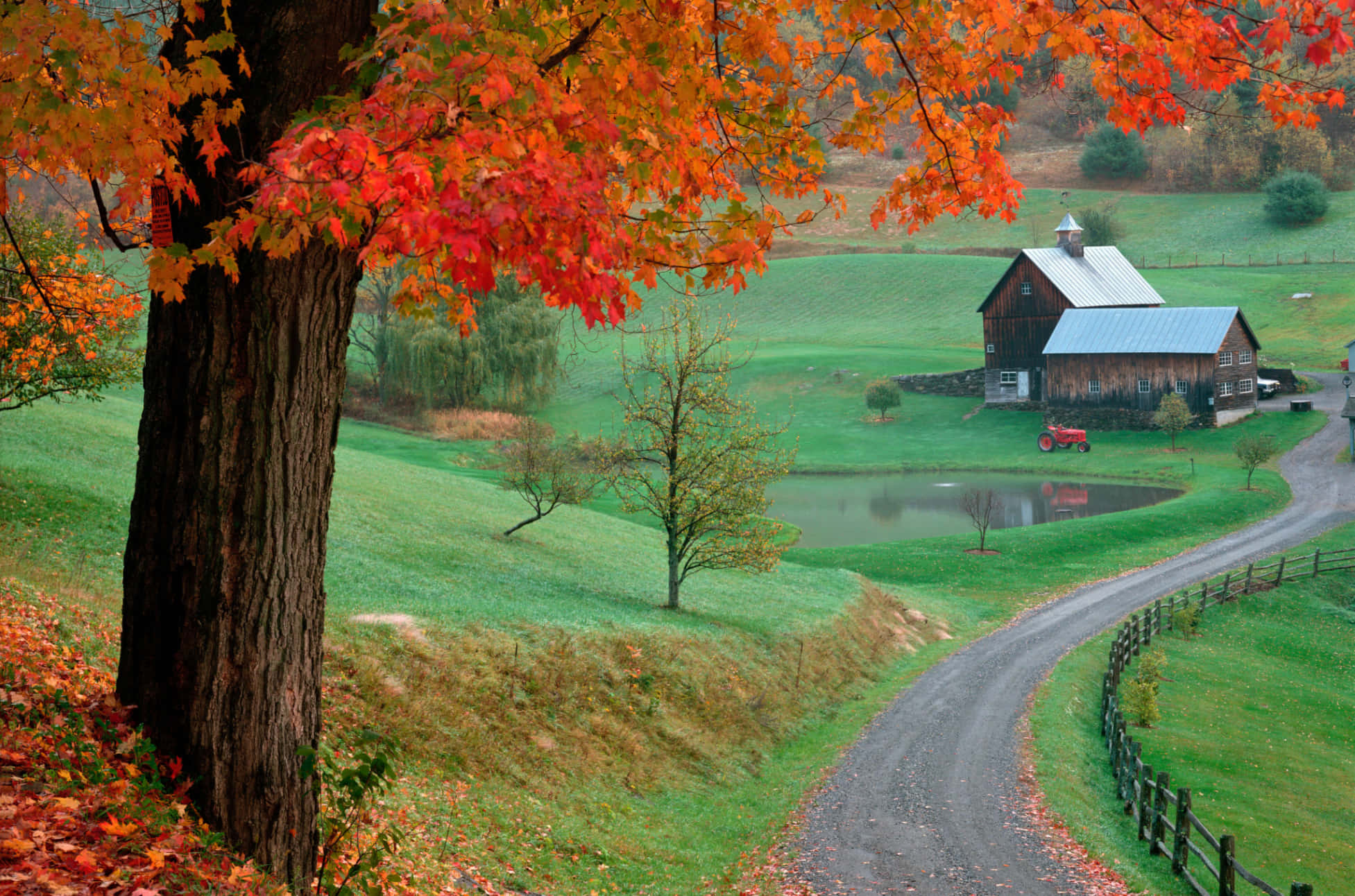 Fall Barn 桌布 壁紙 — 一條蜿蜒的碎石路彎彎曲曲地繞過一棵充滿活力的秋樹，襯托出寧靜鄉村中的一座質樸穀倉和池塘。