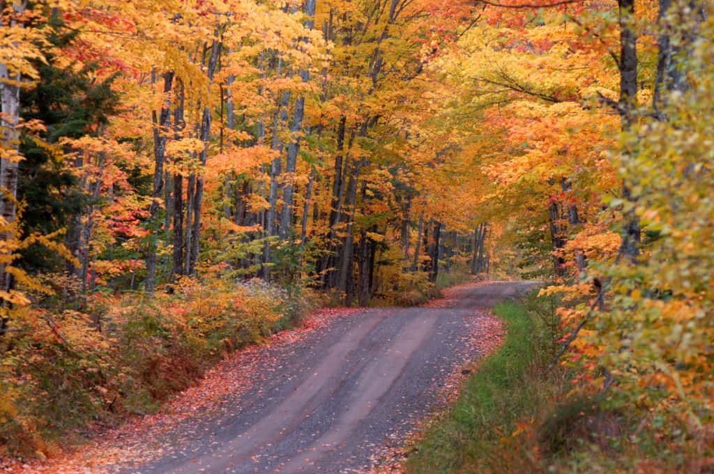 Fall Road 桌布 壁紙 — 一條蜿蜒的碎石路穿過一片茂密的森林，森林裡金黃色、橙色和紅色的秋葉如火般燃燒。