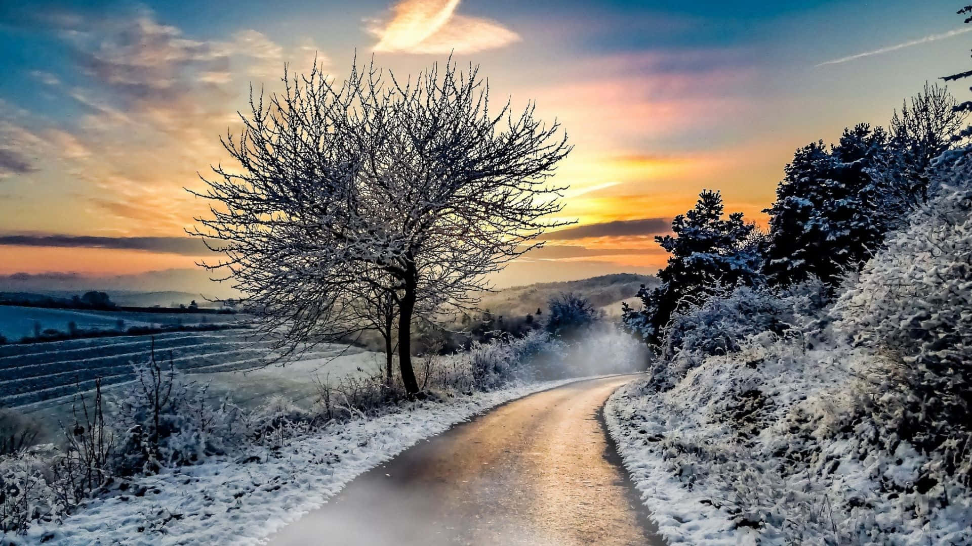 Winter Sun 桌布 壁紙 — 一條蜿蜒的積雪道路在充滿活力的日出天空下，繞過一棵結霜的樹。