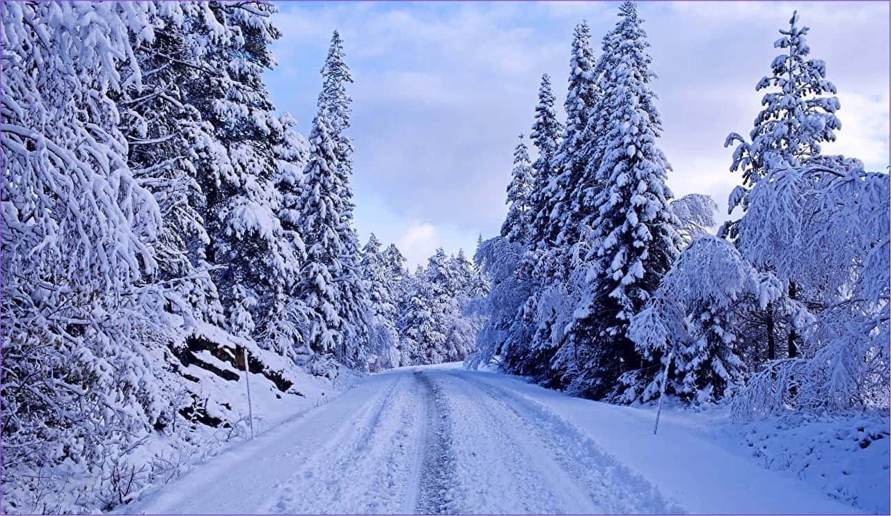 Icy Road 桌布 壁紙 — 一條蜿蜒的積雪道路穿過茂密的積雪常綠樹林，天空呈現淡藍色。