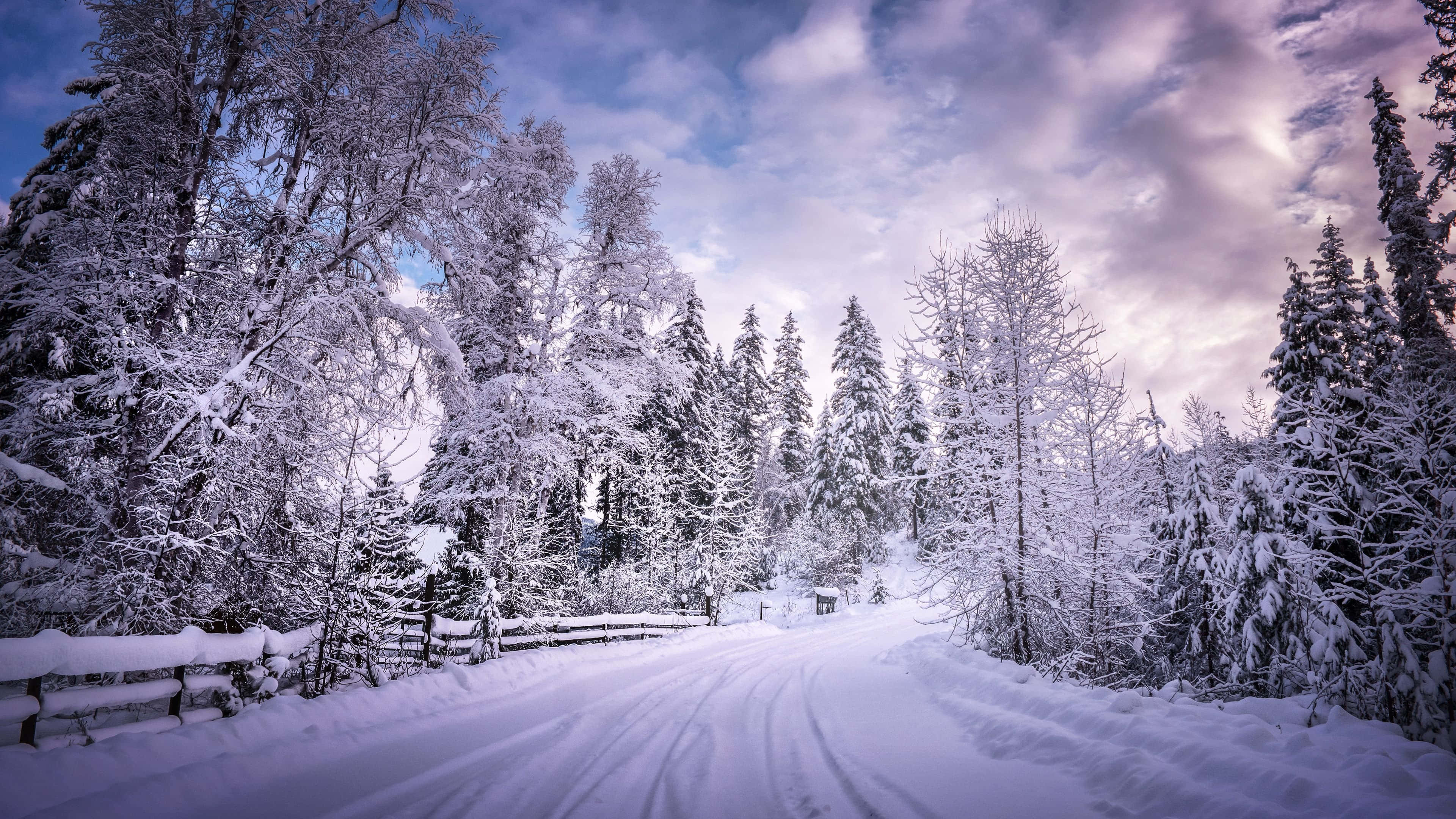 Snow Trees 桌布 壁紙 — 一條蜿蜒的積雪道路穿過茂密的霜凍常青樹林，在戲劇性的紫色和藍色暮色天空下。