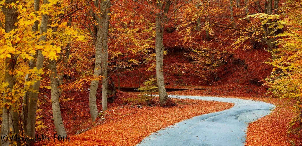 Fall Road 桌布 壁紙 — 一條蜿蜒的藍色小徑穿過一片燃燒著火橙色和金色秋葉的森林。