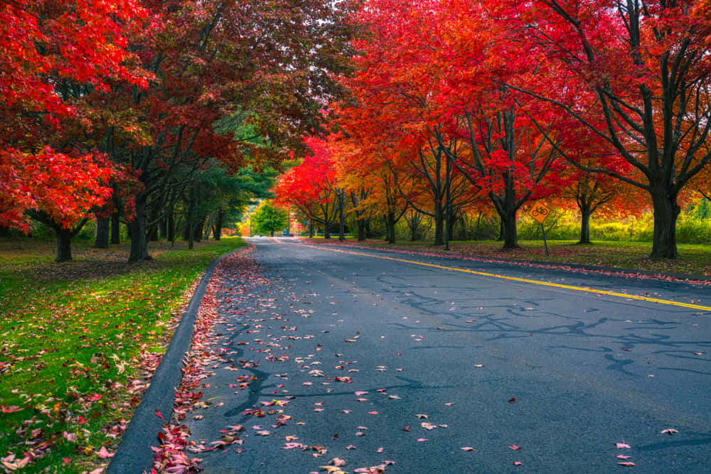 Fall Road 桌布 壁紙 — 一條蜿蜒的道路，兩旁種滿了秋天火紅的楓樹，落葉鋪滿了瀝青和草地。