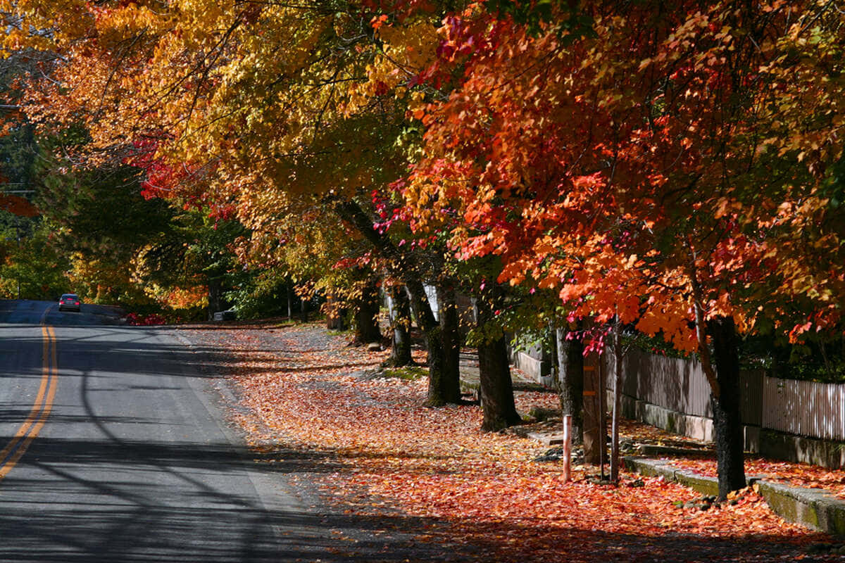 Fall Road 桌布 壁紙 — 一條蜿蜒的道路兩旁種滿了鮮豔的橙色和紅色楓樹，在明亮的秋日陽光下投下長長的影子。