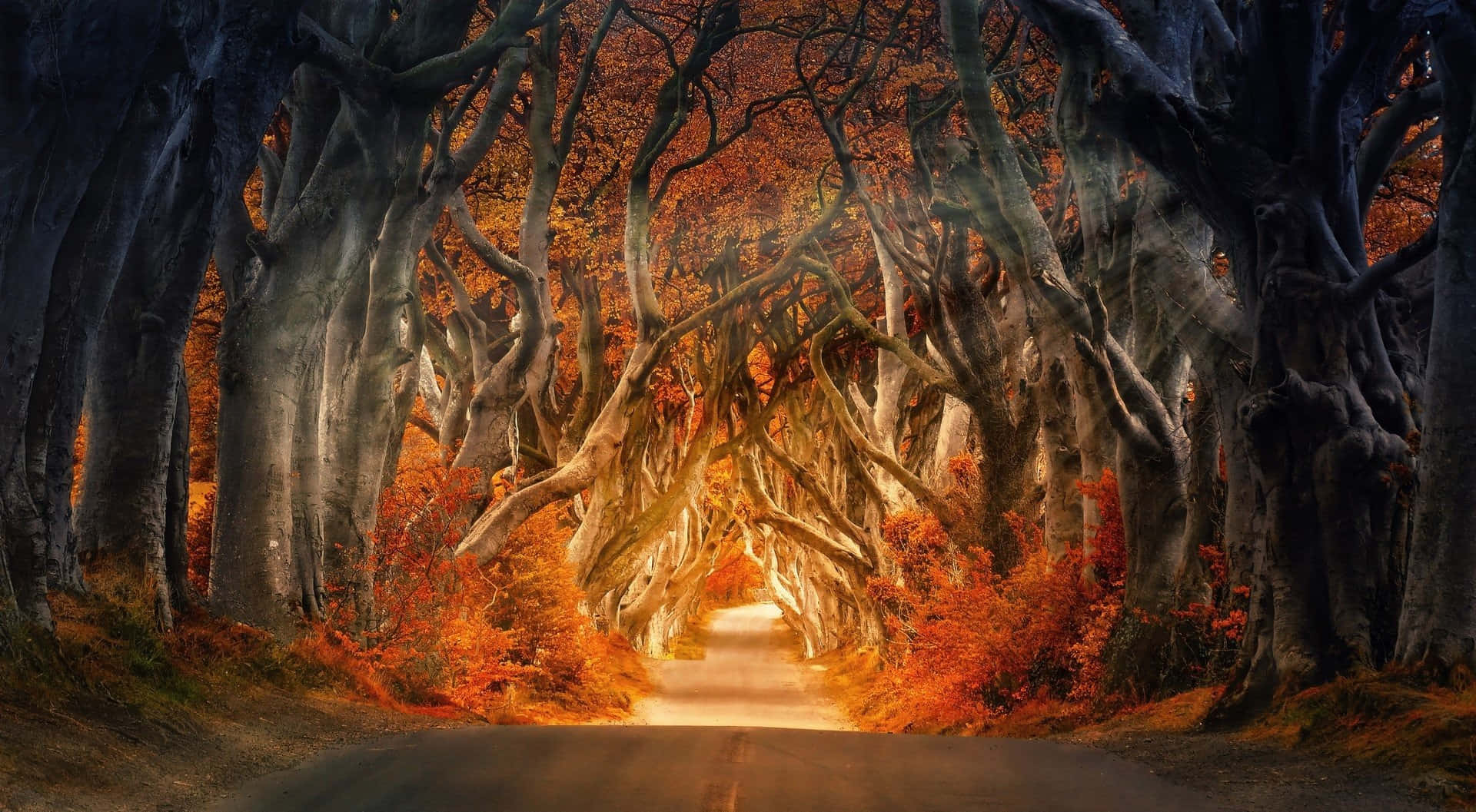 秋天美學 桌布 壁紙 — 一條蜿蜒的道路在古老樹木的樹冠下溫暖地發光，樹上掛滿了火紅的秋葉。