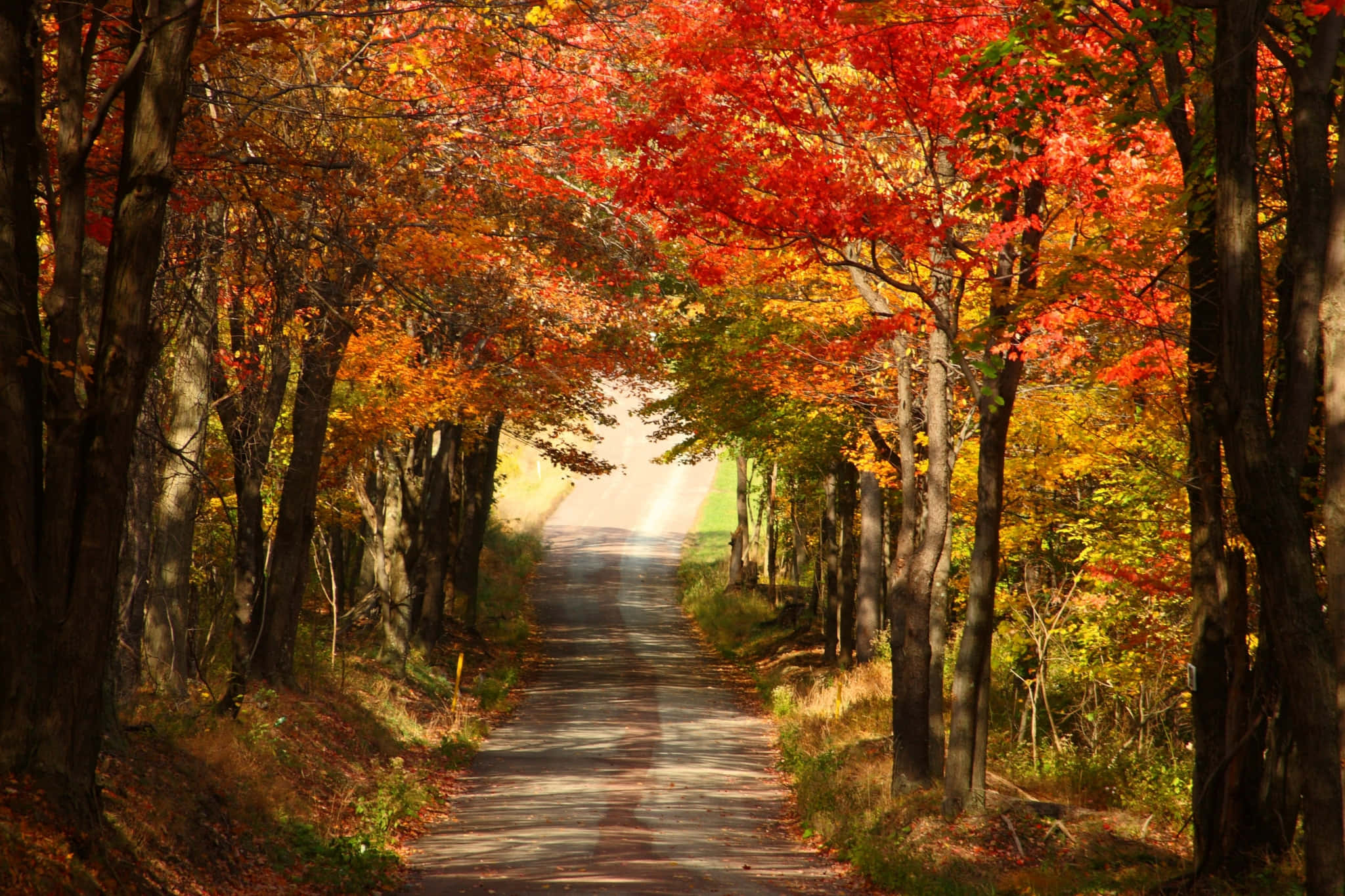 High Resolution Fall 桌布 壁紙 — 一條蜿蜒的道路在明亮的日光下，穿過由火紅和金黃秋樹組成的隧道。