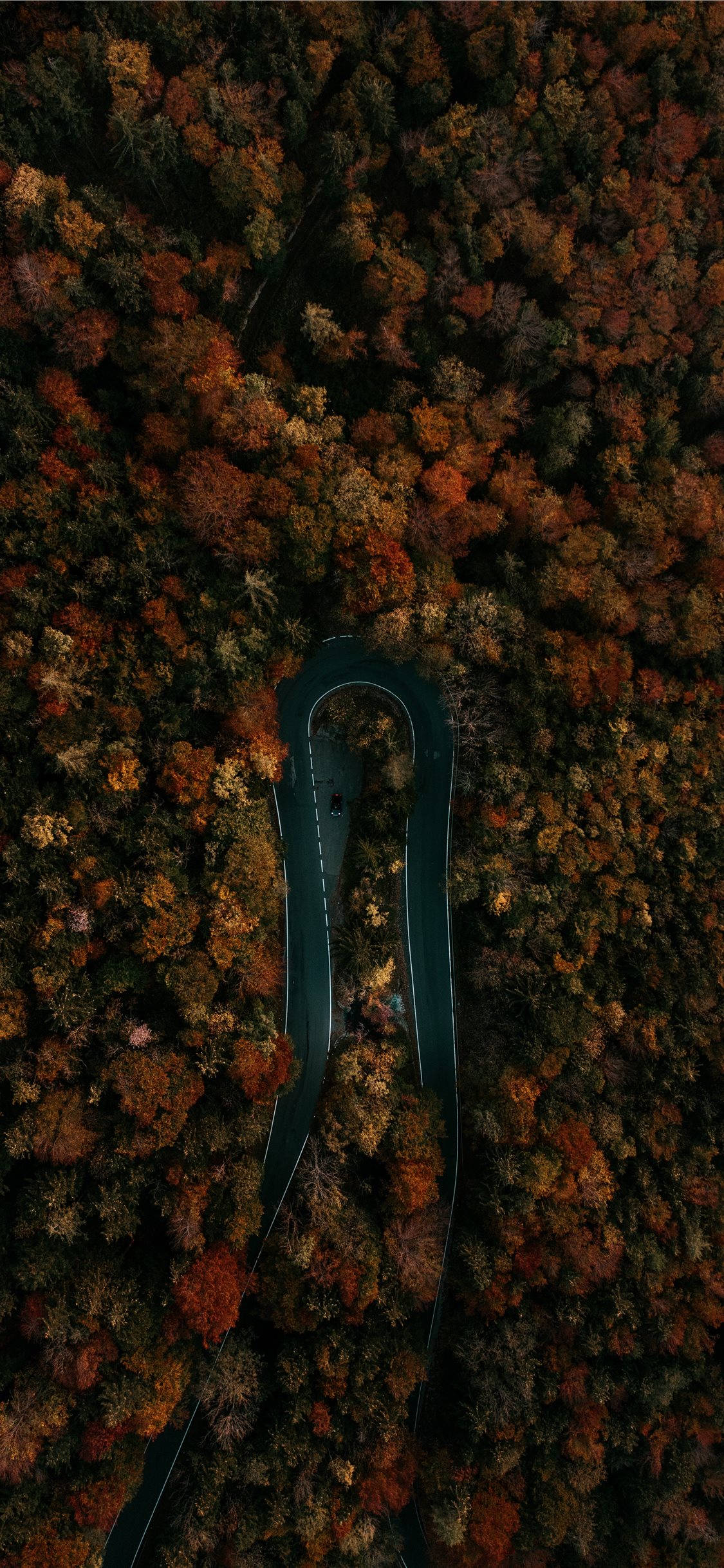 Austria 桌布 壁紙 — 一條蜿蜒的道路從上方穿過一片茂密的森林，森林裡燃燒著秋天的紅色、橙色和棕色。
