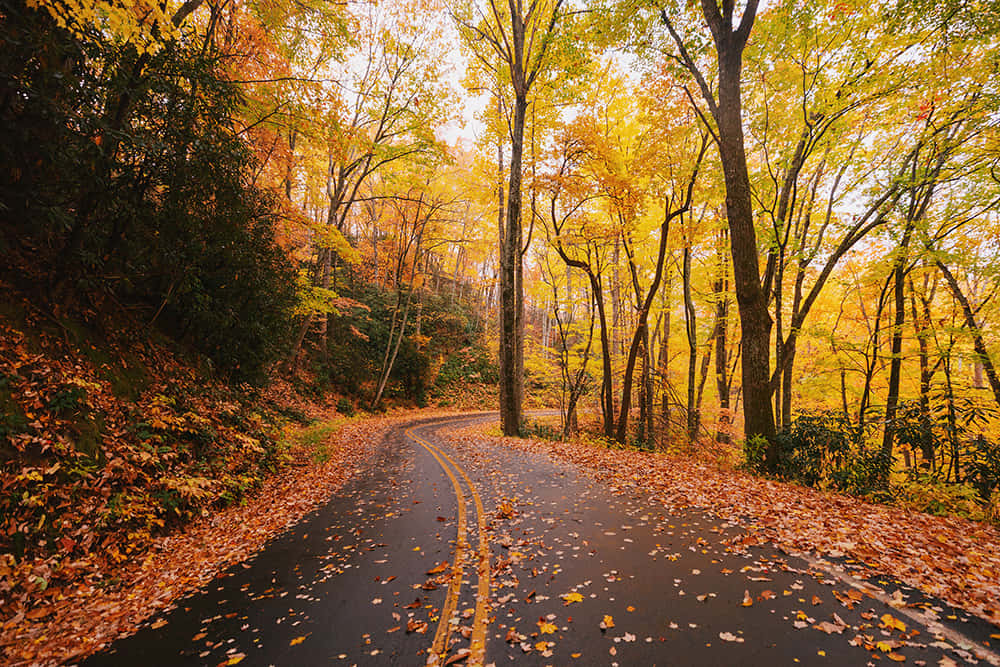 Fall Road 桌布 壁紙 — 一條蜿蜒的道路穿過一片在柔和日光下金黃秋葉燃燒的森林。