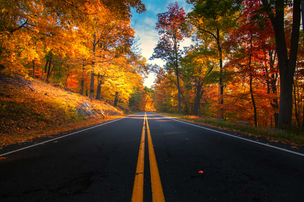 Fall Road 桌布 壁紙 — 一條蜿蜒的道路穿過一片在清澈藍天下燃燒著金橙色和深紅色秋葉的森林。