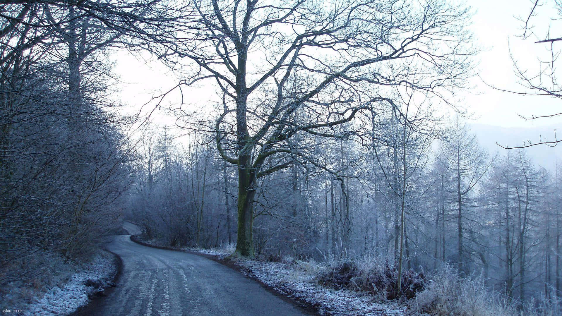 Winter Scene 桌布 壁紙 — 一條蜿蜒的道路穿過一片覆蓋著霜凍的森林，樹木光禿，在陰天天空下呈現霧藍色調。
