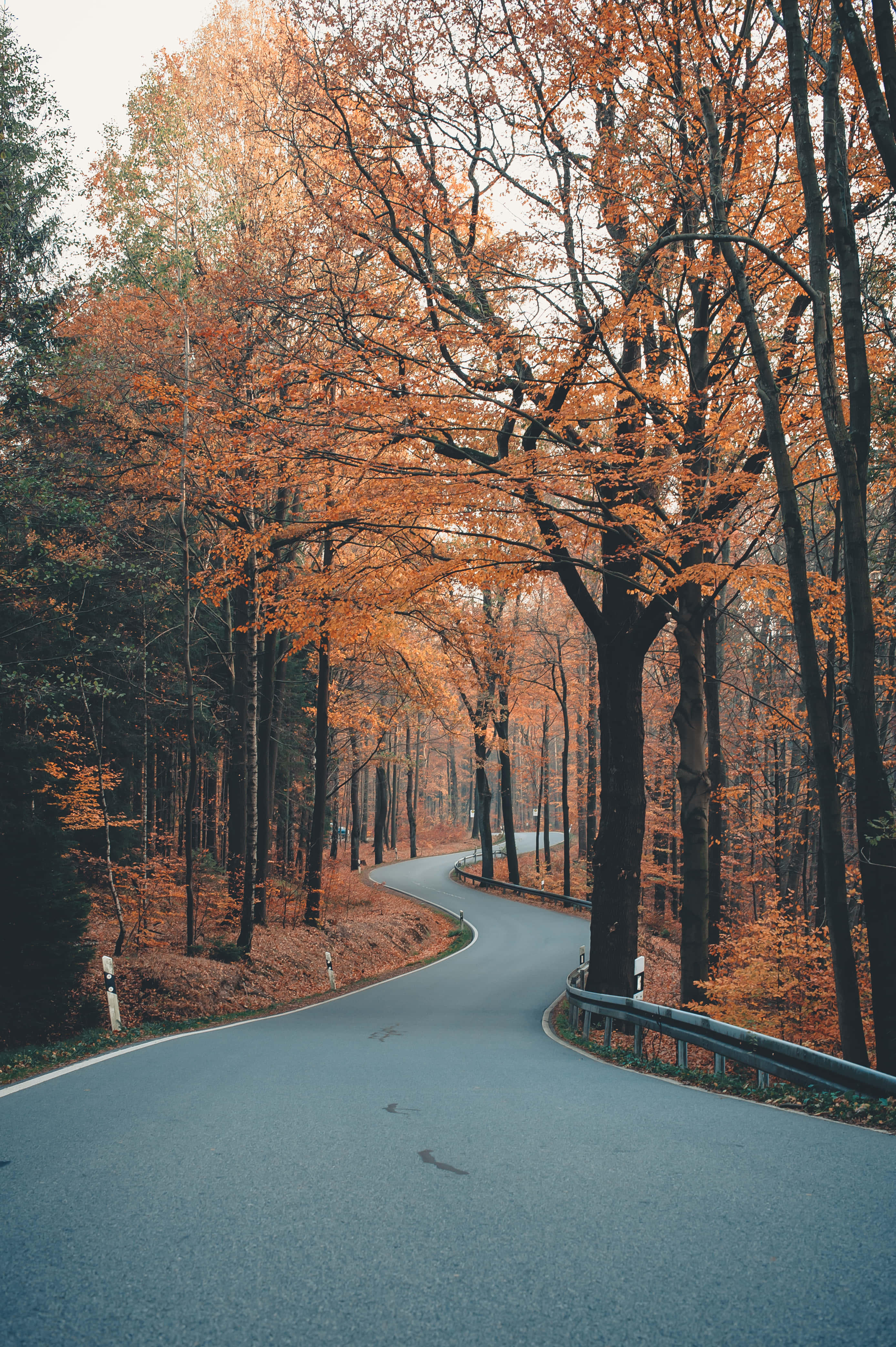 Nature Scenery 桌布 壁紙 — 一條蜿蜒的道路穿過一片高聳樹木的森林，頭頂上是充滿活力的橙色秋葉。
