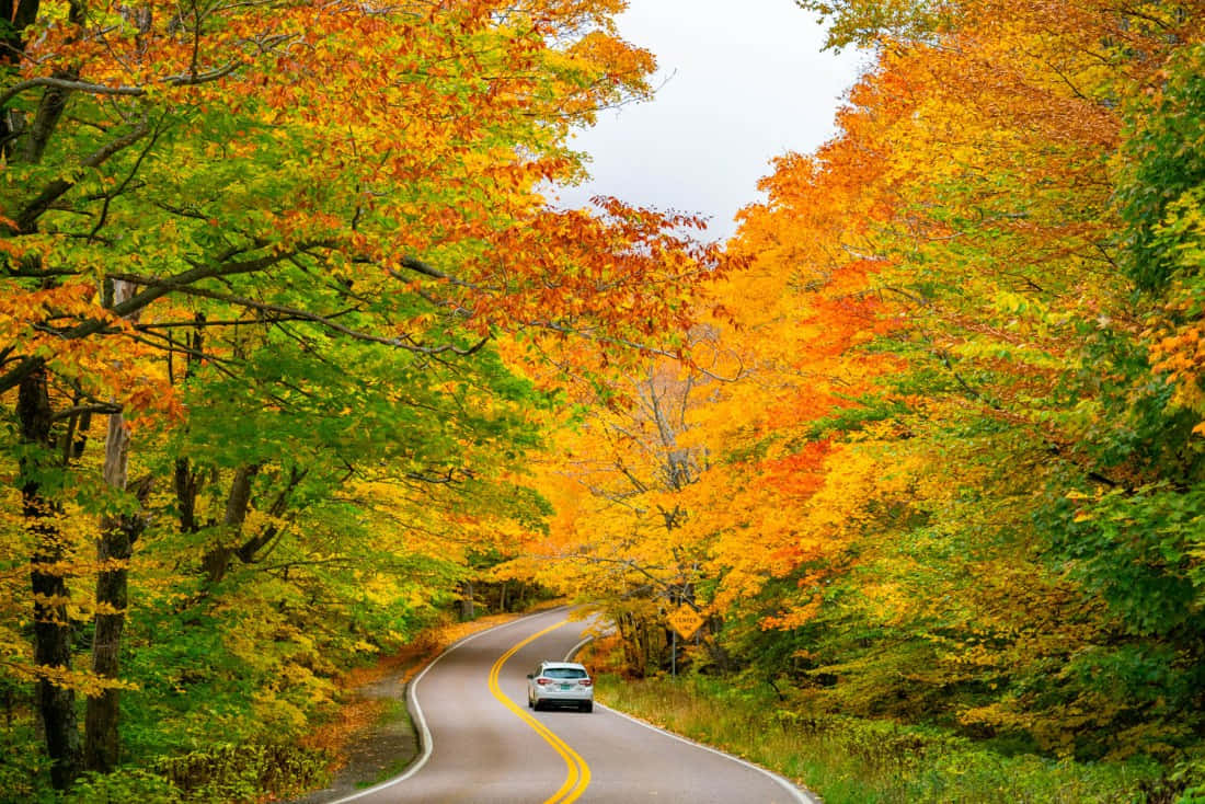 Fall Road 桌布 壁紙 — 一條蜿蜒的道路穿過充滿活力的秋日森林，一輛汽車在火紅的橙色和綠色樹葉組成的樹冠下行駛。