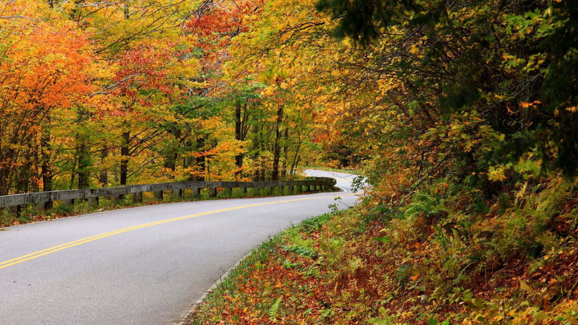 Fall Nature 桌布 壁紙 — 一條蜿蜒的道路穿過充滿活力的秋日森林，有火紅的橙色、黃色和綠色樹葉。