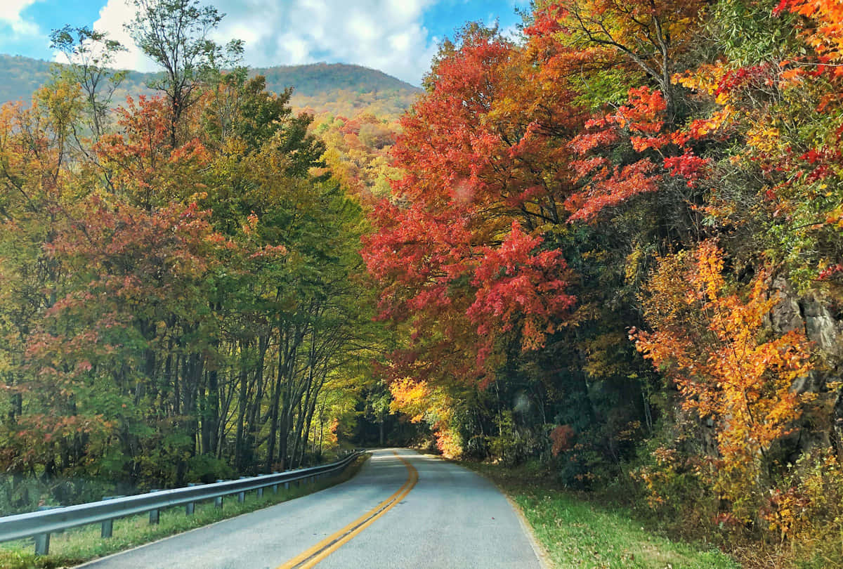 Fall Road 桌布 壁紙 — 一條蜿蜒的道路穿過充滿活力的秋日森林，樹葉呈現火紅、橙色和金色，在明亮的藍天下。