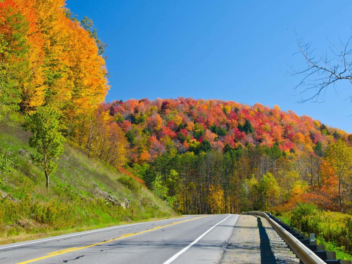 Fall Road 桌布 壁紙 — 一條蜿蜒的道路穿過充滿活力的秋日森林，在清澈的藍天下，有火紅的橙色、紅色和金色的樹葉。