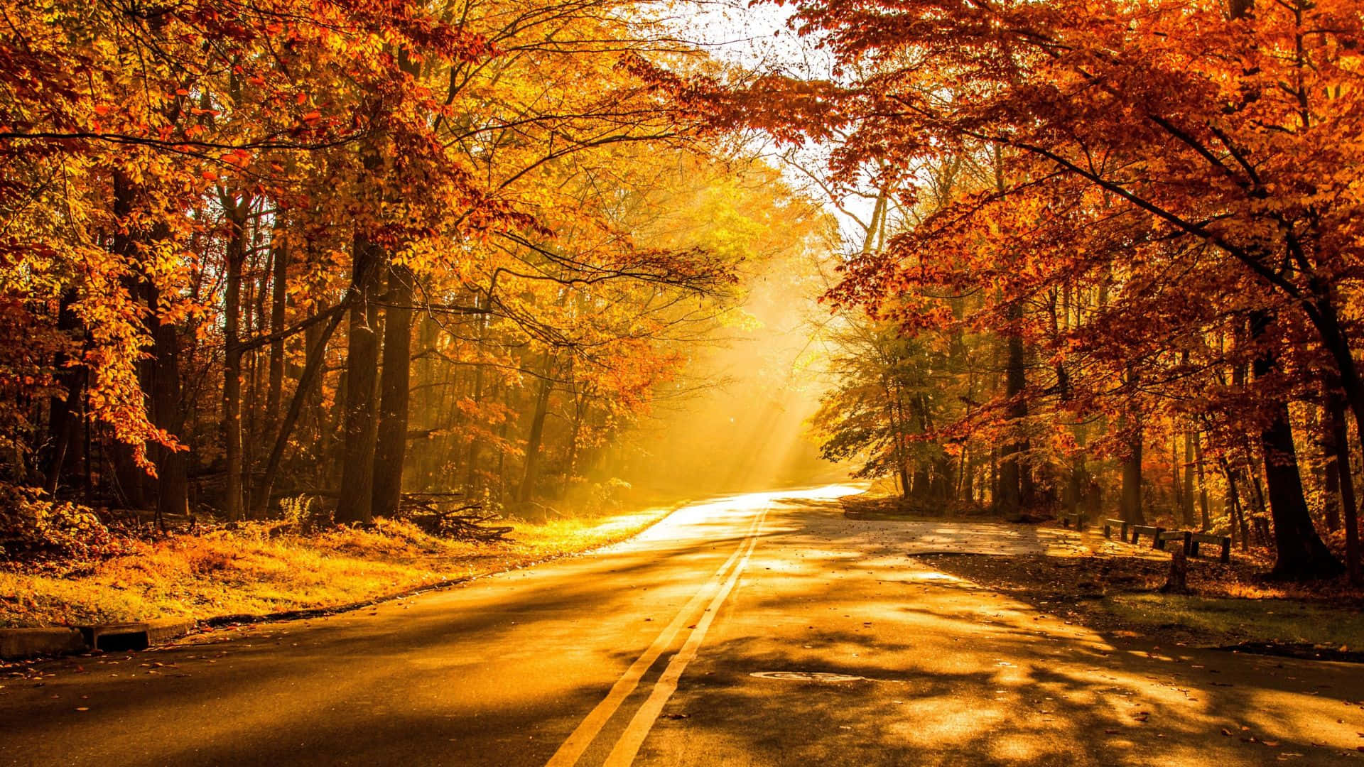 Fall Foliage 桌布 壁紙 — 一條蜿蜒的道路穿過森林，沐浴在透過鮮豔橙色和紅色秋葉過濾的金色陽光中。