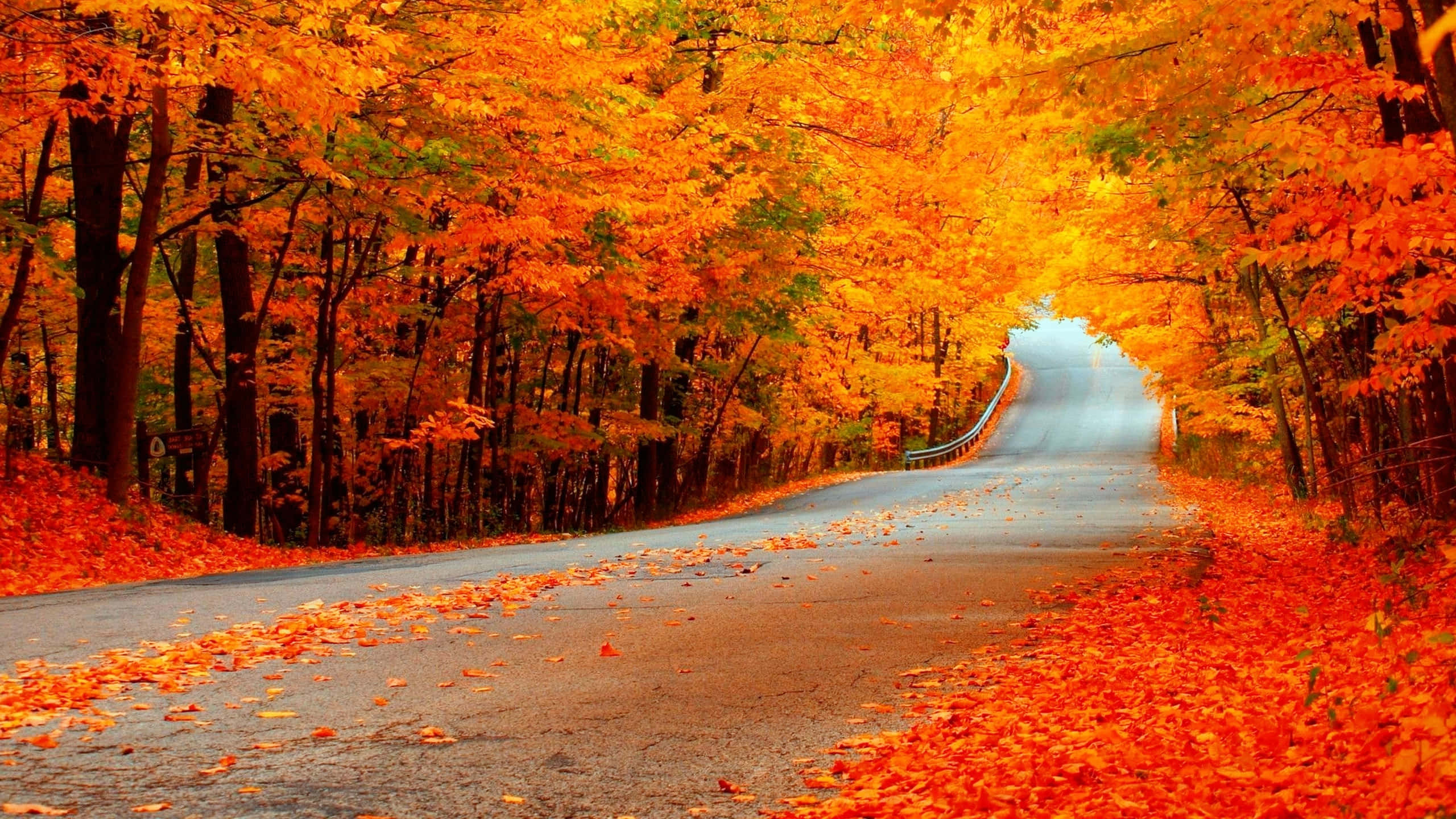 High Resolution Fall 桌布 壁紙 — 一條蜿蜒的道路穿過由火紅橙紅秋樹組成的隧道，落葉鋪滿路面。