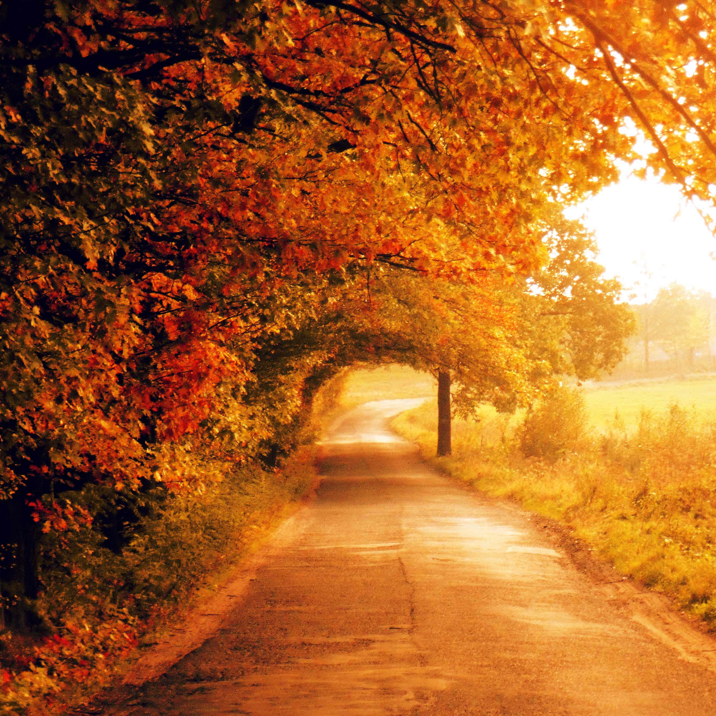 Fall Photography 桌布 壁紙 — 一條蜿蜒的道路穿過由鮮豔橙色和金色秋樹組成的隧道，沐浴在溫暖的金色陽光中。
