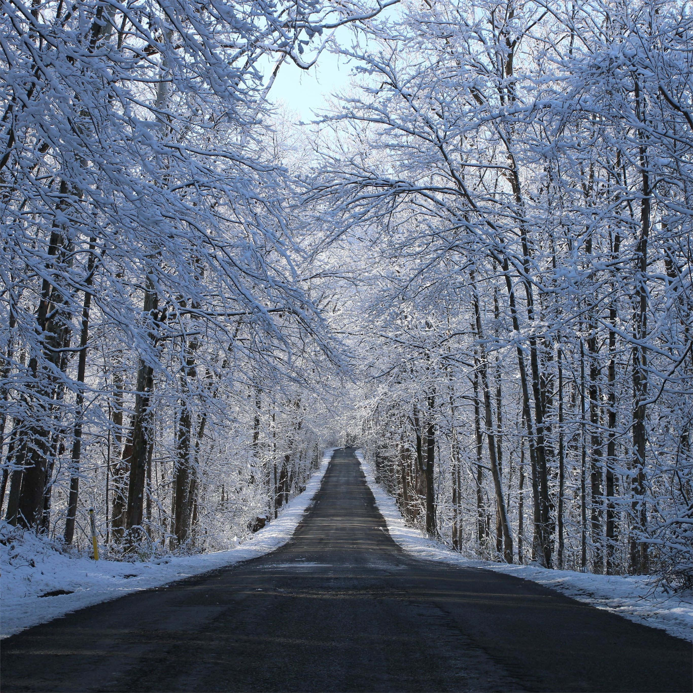 Icy Road 桌布 壁紙 — 一條蜿蜒的道路穿過白雪覆蓋的森林，樹木在晴朗的藍天下被厚厚的霜覆蓋。