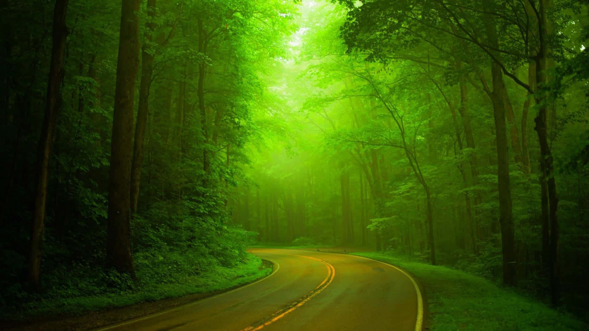 Green Landscape 桌布 壁紙 — 一條蜿蜒的道路穿過茂密的森林，森林沐浴在透過樹冠過濾的虛幻綠光中。