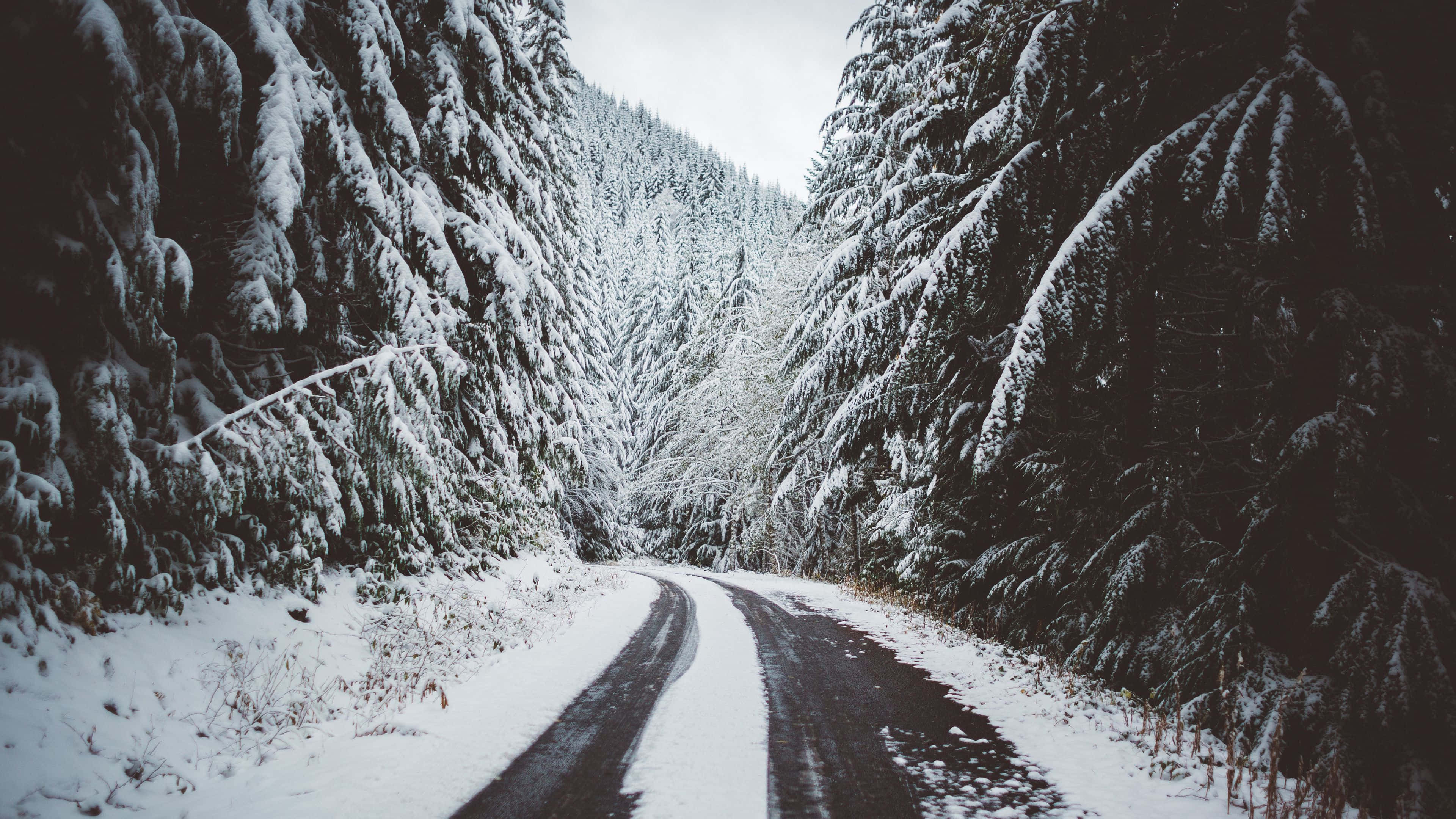 Beautiful Winter 桌布 壁紙 — 一條蜿蜒的道路穿過茂密的雪林，高大的常綠樹在陰天之下披上白色。