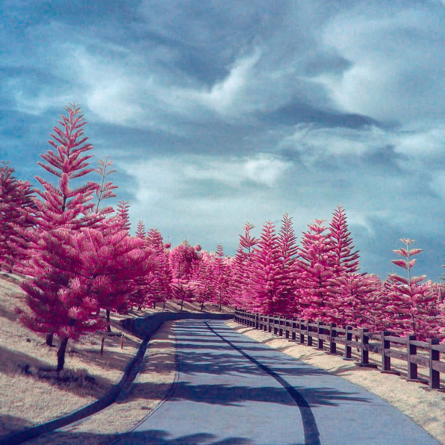 Nature Scenery 桌布 壁紙 — 一條蜿蜒的道路穿過超現實的風景，兩旁是充滿活力的粉紅色樹木，上方是戲劇性的多雲天空。