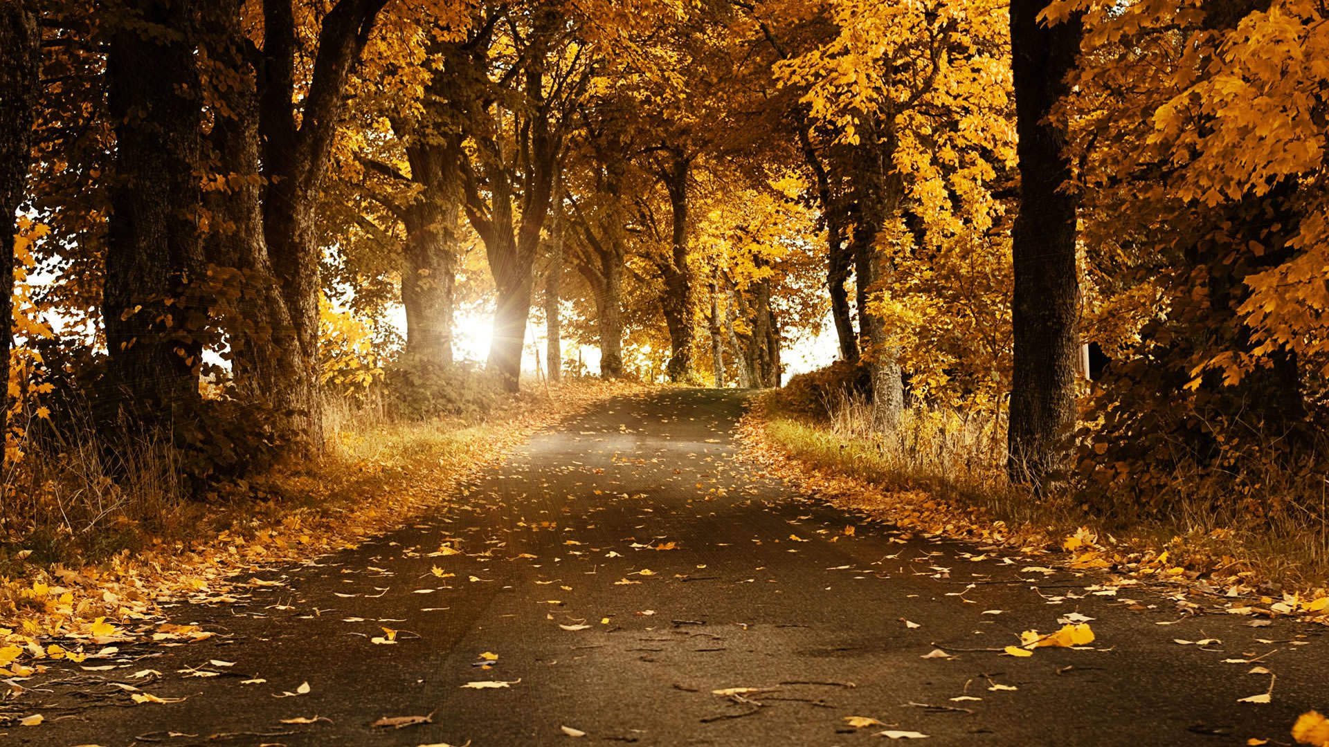 Fall Season 桌布 壁紙 — 一條蜿蜒的道路穿過金色的秋日森林，陽光穿過茂密的樹冠灑落下來。