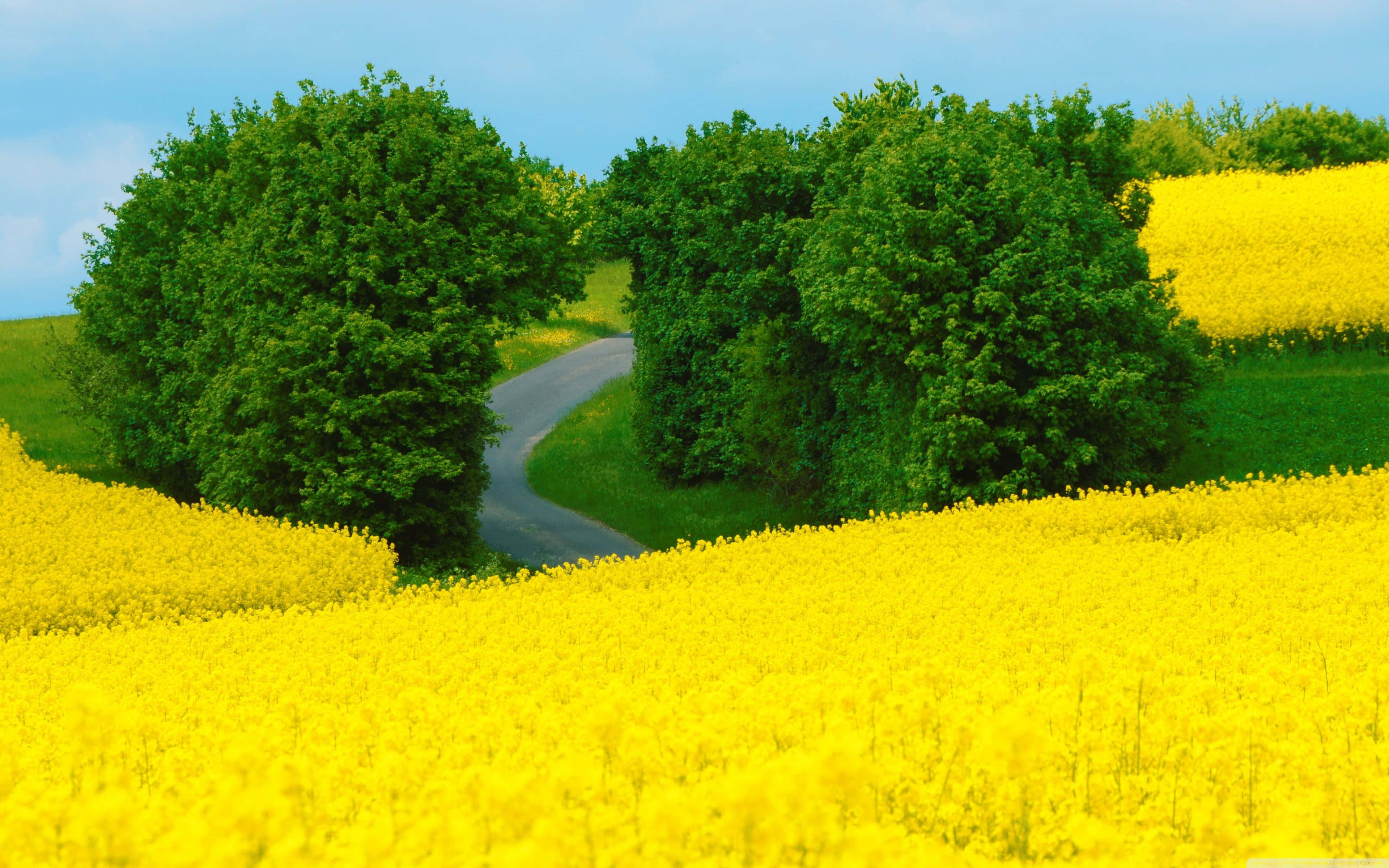 Spring Landscape 桌布 壁紙 — 一條蜿蜒的道路穿過鮮黃色的油菜花田，兩旁是茂密的綠樹，上方是清澈的藍天。