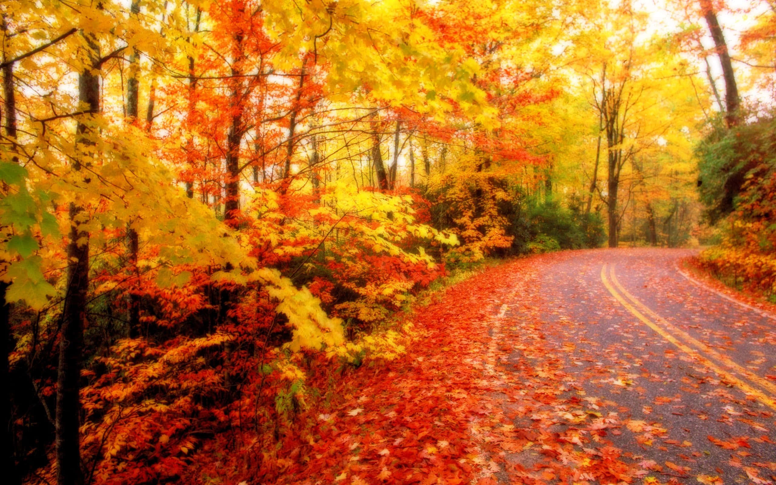 Fall Colors 桌布 壁紙 — 一條蜿蜒的道路覆蓋著紅色和橙色的樹葉，蜿蜒穿過一片閃爍著秋日色彩的茂密森林。