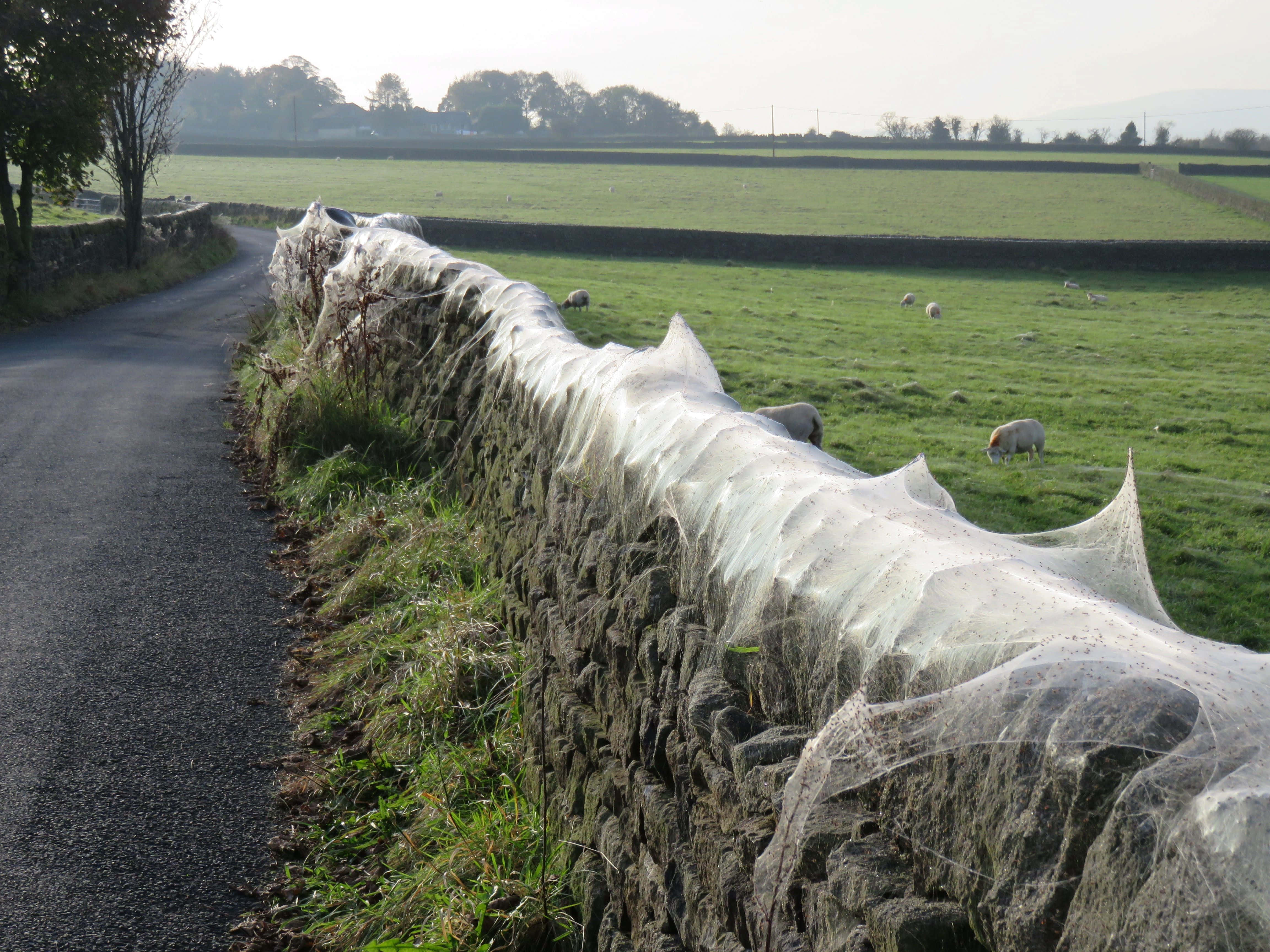 Cobwebs 桌布 壁紙 — 一條蜿蜒的鄉村道路沿著長滿青苔的石牆延伸，石牆上掛著一張巨大閃亮的蜘蛛網，遠處的綠色牧場上有羊群在吃草。