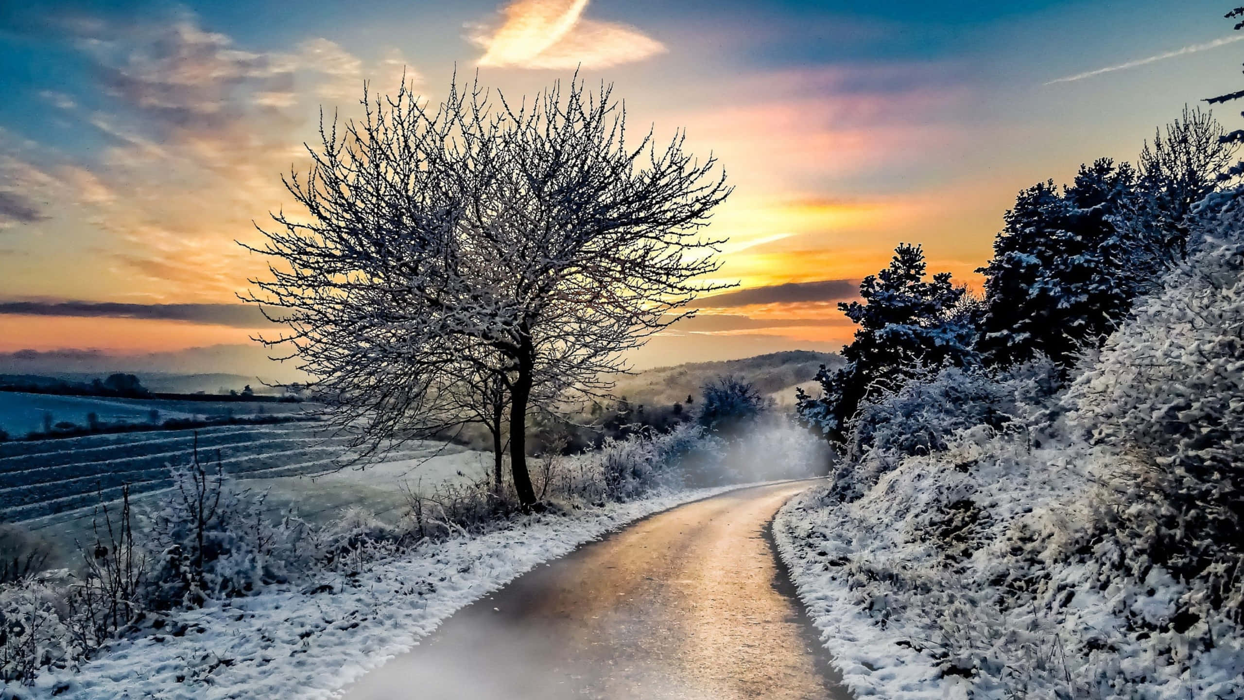 Road 桌布 壁紙 — 一條蜿蜒的雪路在充滿活力的日出天空下，繞過一棵結霜的樹。