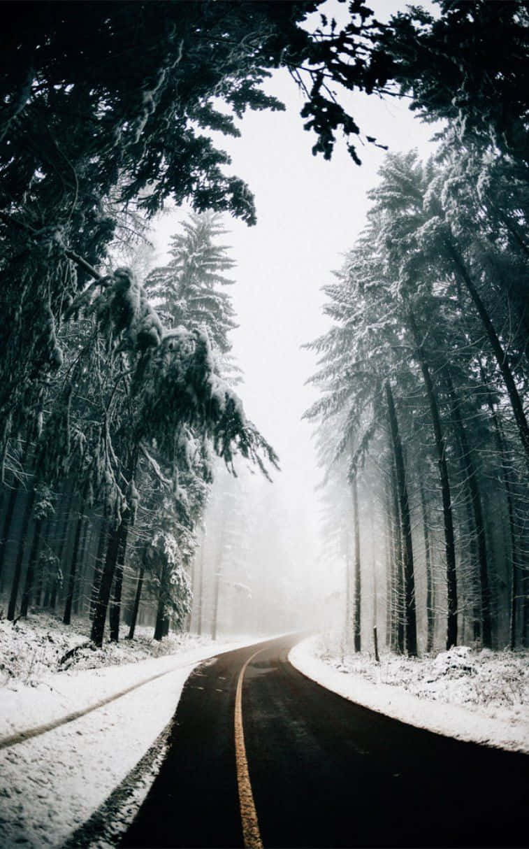 Icy Road 桌布 壁紙 — 一條蜿蜒的雪路穿過茂密的冬季森林，樹上掛滿積雪的常青樹，氣氛迷濛。