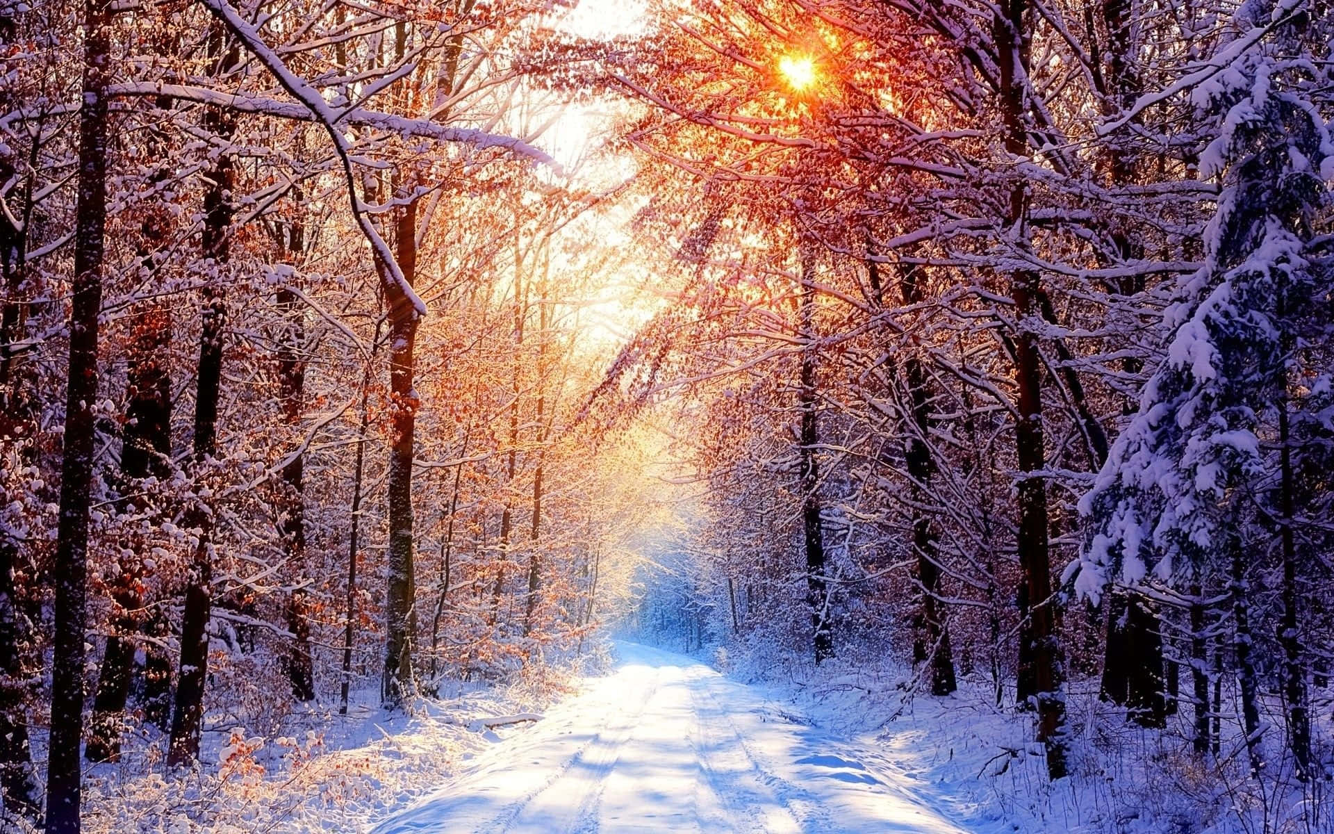 winter solstice 桌布 壁紙 — 一條被積雪覆蓋的森林小徑，沐浴在透過雪壓枝椏灑落的金色夕陽光中。