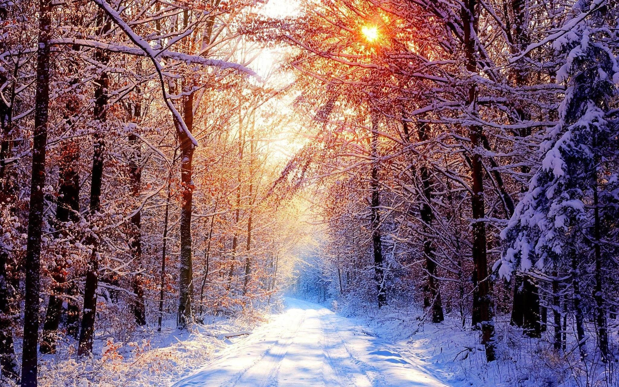 冬天 桌布 壁紙 — 一條被積雪覆蓋的森林小徑，沐浴在透過雪壓枝椏灑落的金色晨曦中。