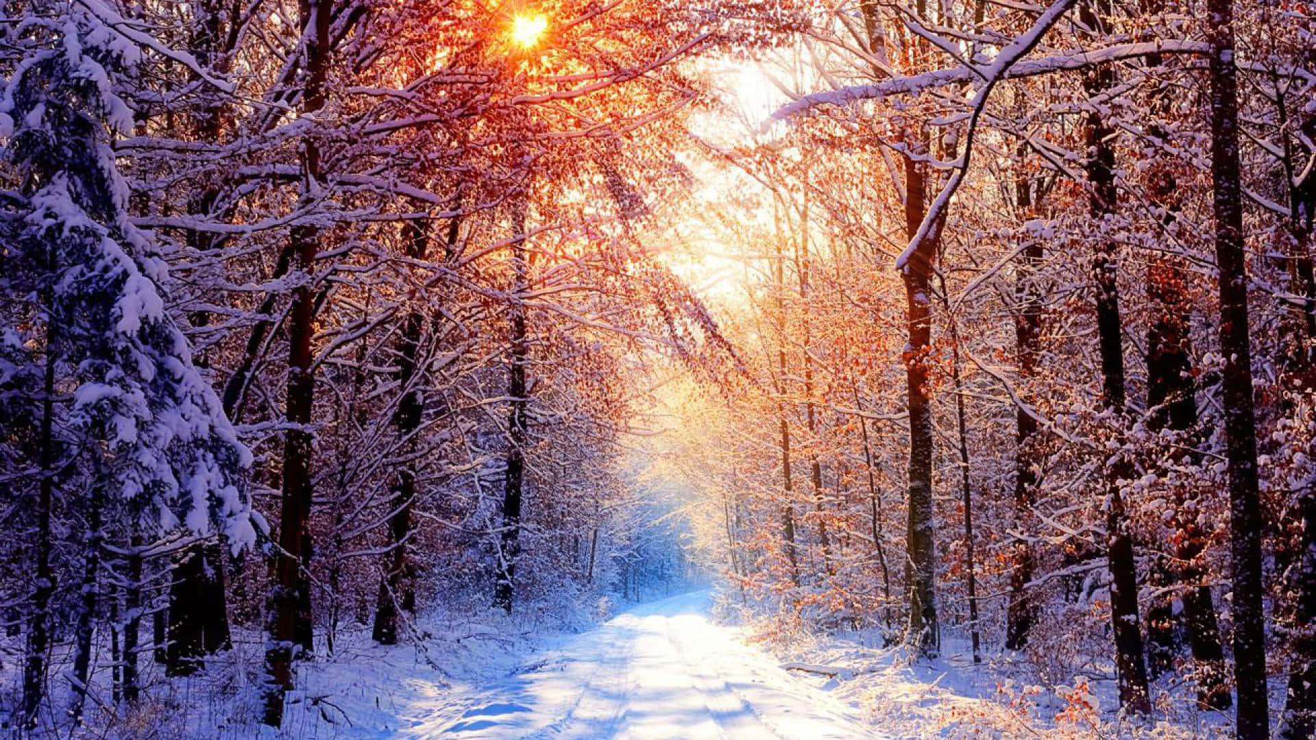 Winter Trees 桌布 壁紙 — 一條被金色日出光線穿過光禿禿的樹枝照射的雪森林小徑。