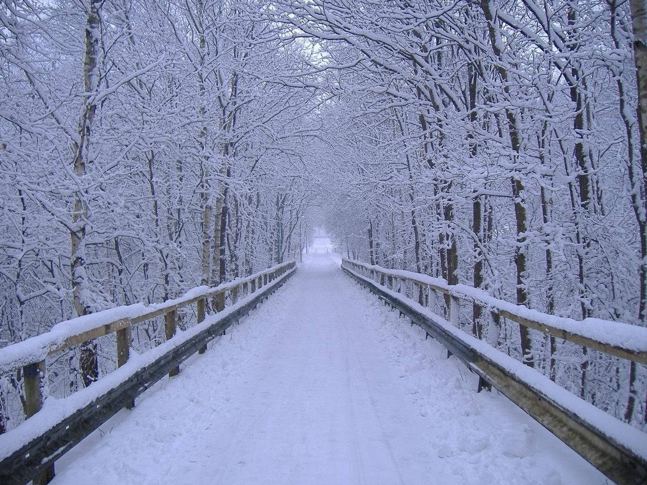 自然風景 桌布 壁紙 — 一條被雪覆蓋的木橋蜿蜒穿過茂密的冬季森林，光禿禿的樹木在頭頂彎曲。