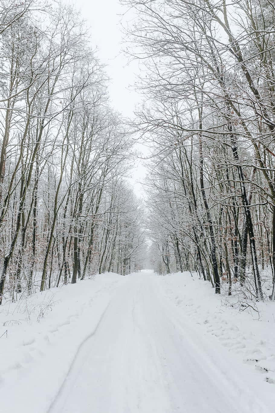 Snowy Road 桌布 壁紙 — 一條被雪覆蓋的森林小徑蜿蜒穿過光禿禿的樹木，上方是陰沉的冬日天空。