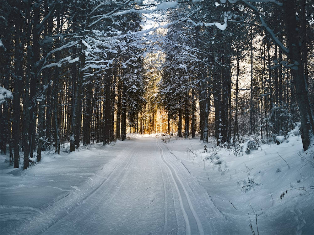 道路 桌布 壁紙 — 一條被雪覆蓋的森林小徑蜿蜒穿過高大的樹木，金色的陽光透過樹枝照射進來。