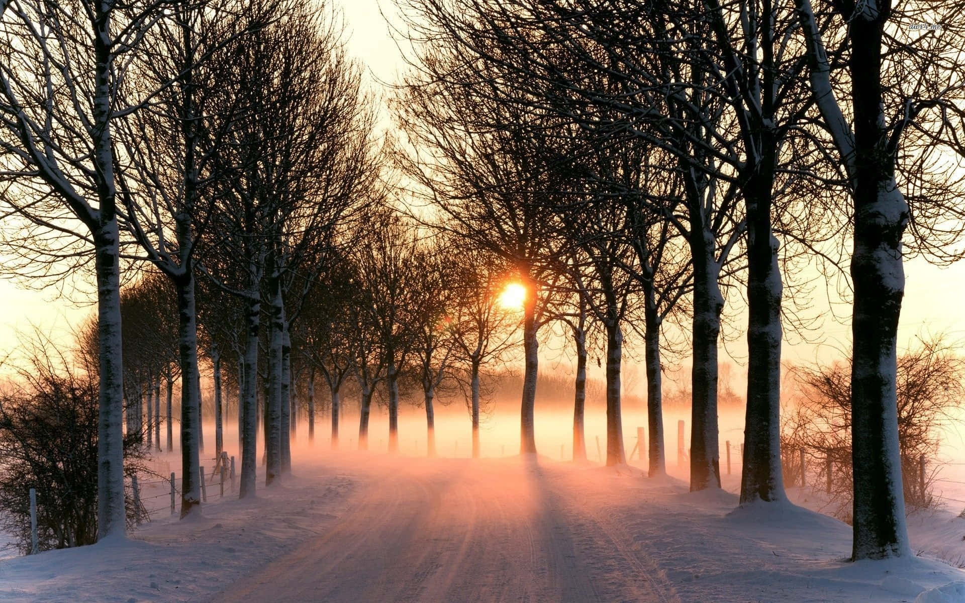 Icy Road 桌布 壁紙 — 一條被雪覆蓋的道路，兩旁是光禿禿的樹木，在太陽穿過霧濛濛的冬日空氣升起時，溫暖地閃耀著。