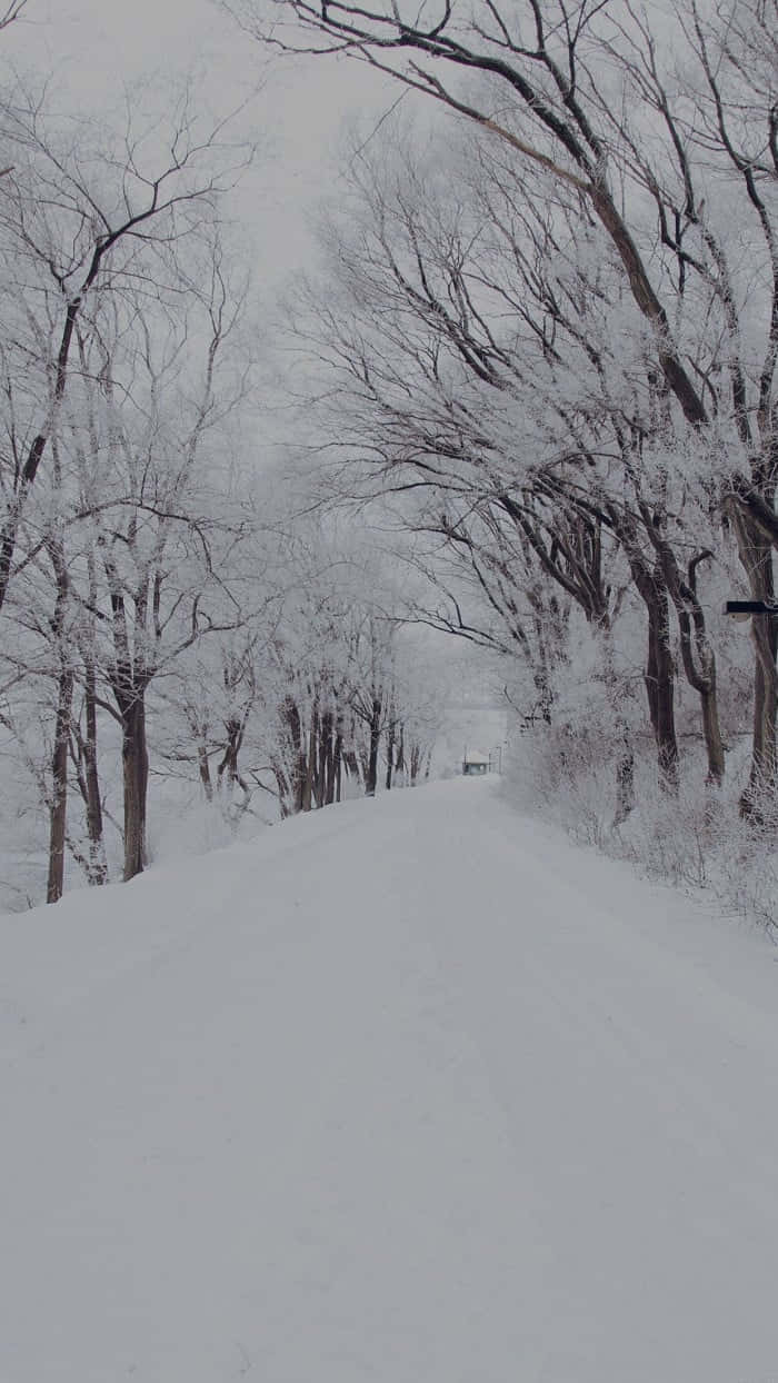 Snowstorm 桌布 壁紙 — 一條被雪覆蓋的道路蜿蜒穿過光禿禿的冬季樹木，天空灰濛濛，遠處有一輛汽車幾乎看不見。