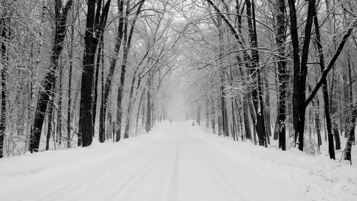 Icy Road 桌布 壁紙 — 一條被雪覆蓋的道路蜿蜒穿過茂密的冬季森林，光禿禿的樹木在頭頂彎曲。