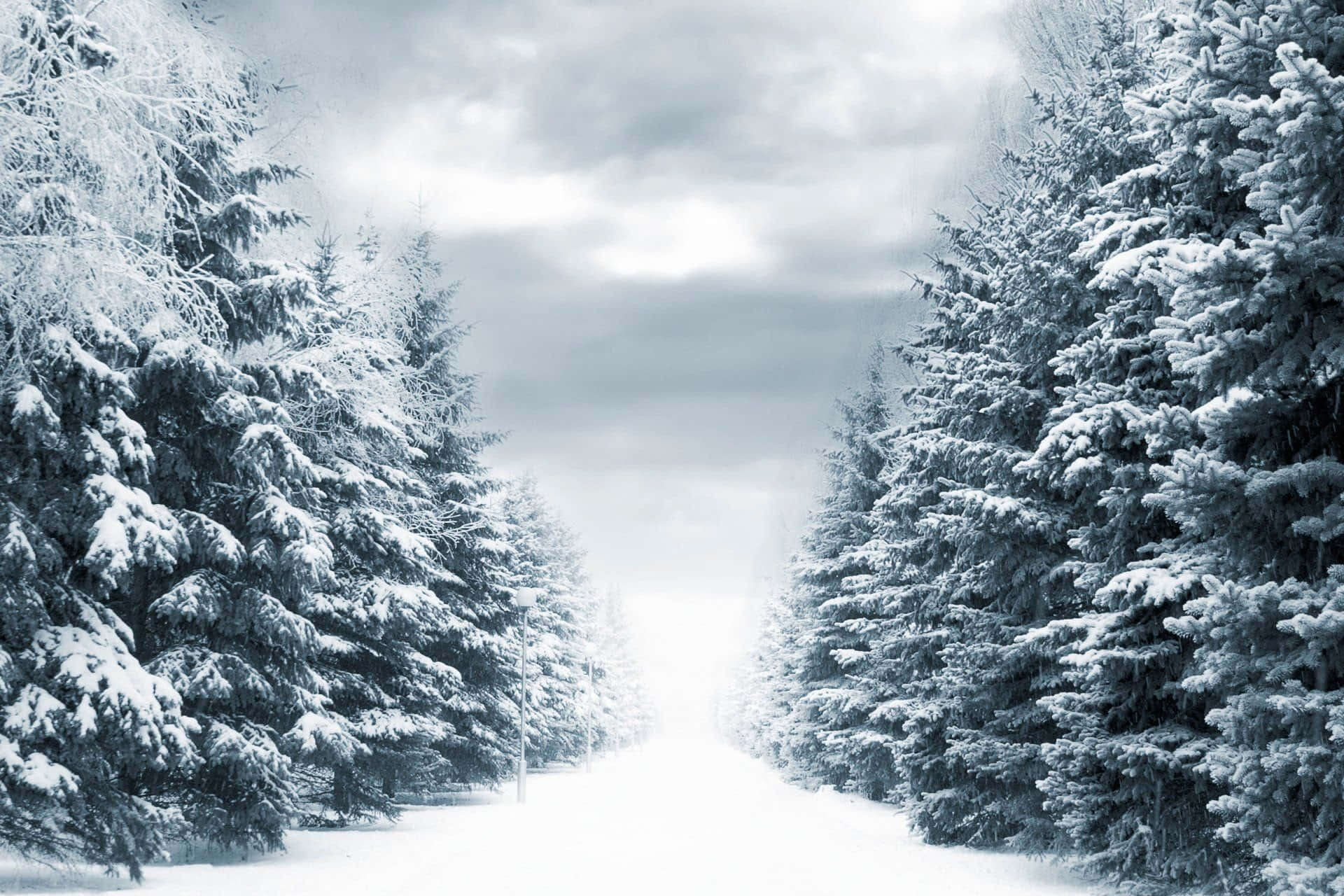 Winter Trees 桌布 壁紙 — 一條被雪覆蓋的道路蜿蜒穿過茂密的常綠樹林，冬日天空多雲。