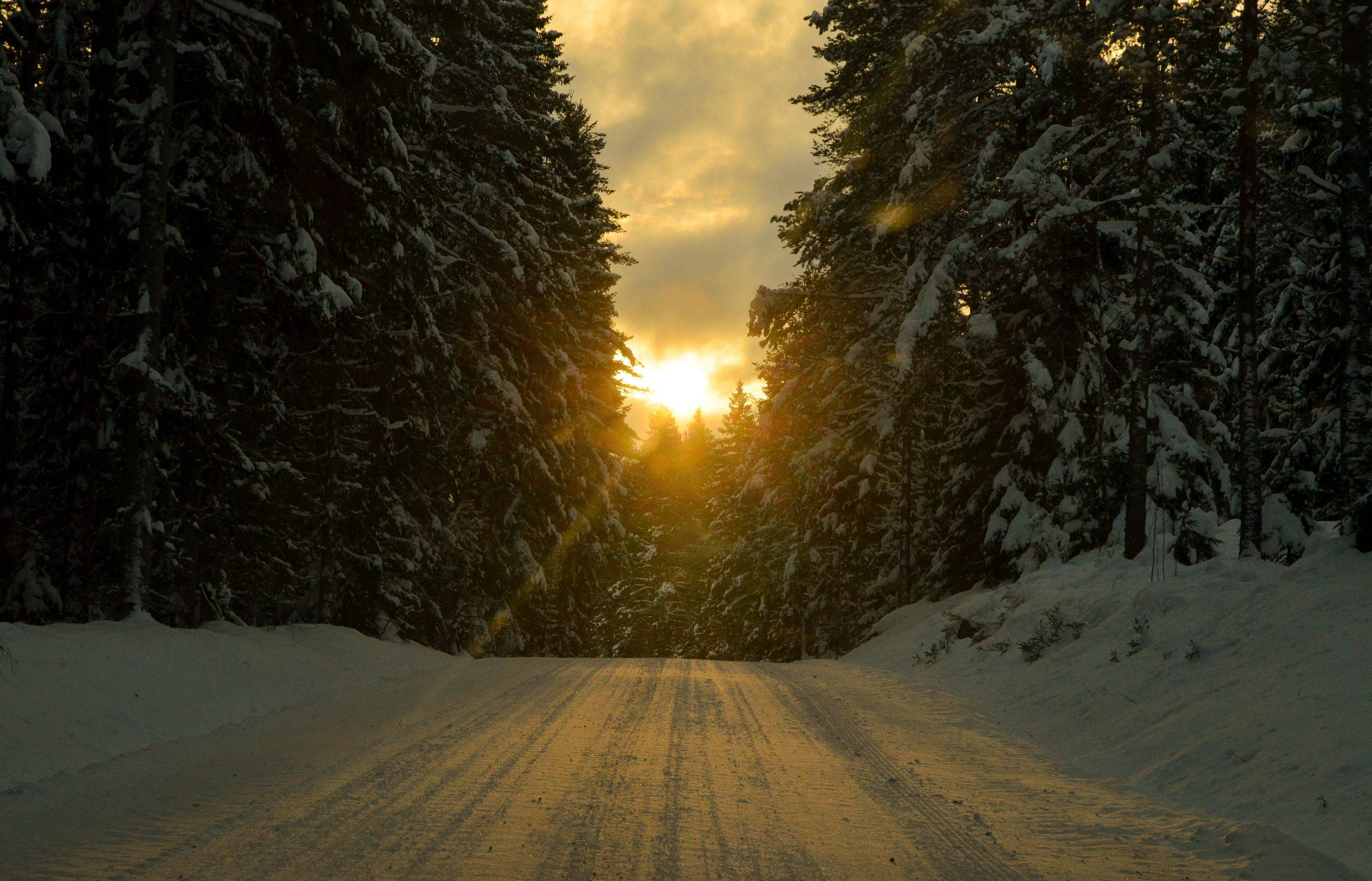 Sweden 桌布 壁紙 — 一條被雪覆蓋的道路蜿蜒穿過茂密的松樹林，金色的夕陽光線穿過樹木。