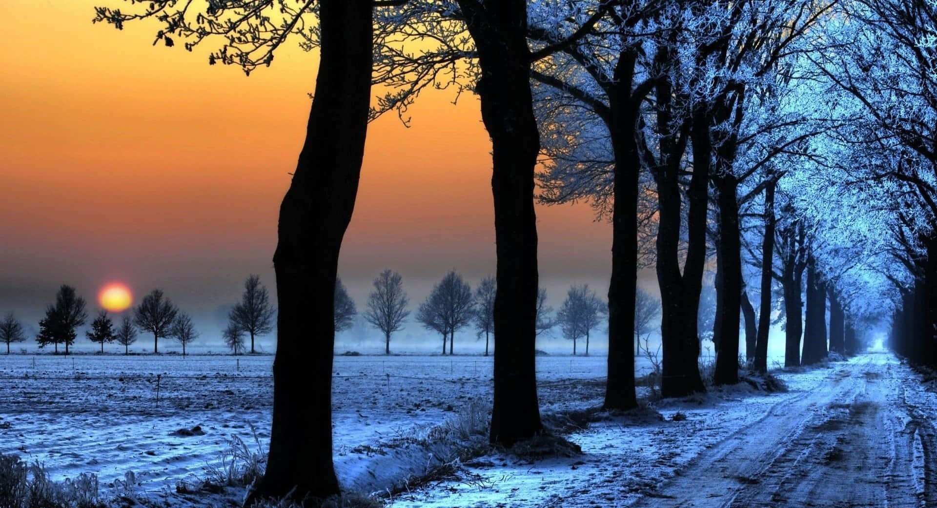 Winter Sun 桌布 壁紙 — 一條被霜覆蓋的樹木排列的雪路，在充滿活力的橙色和藍色日出天空下延伸至遠方。