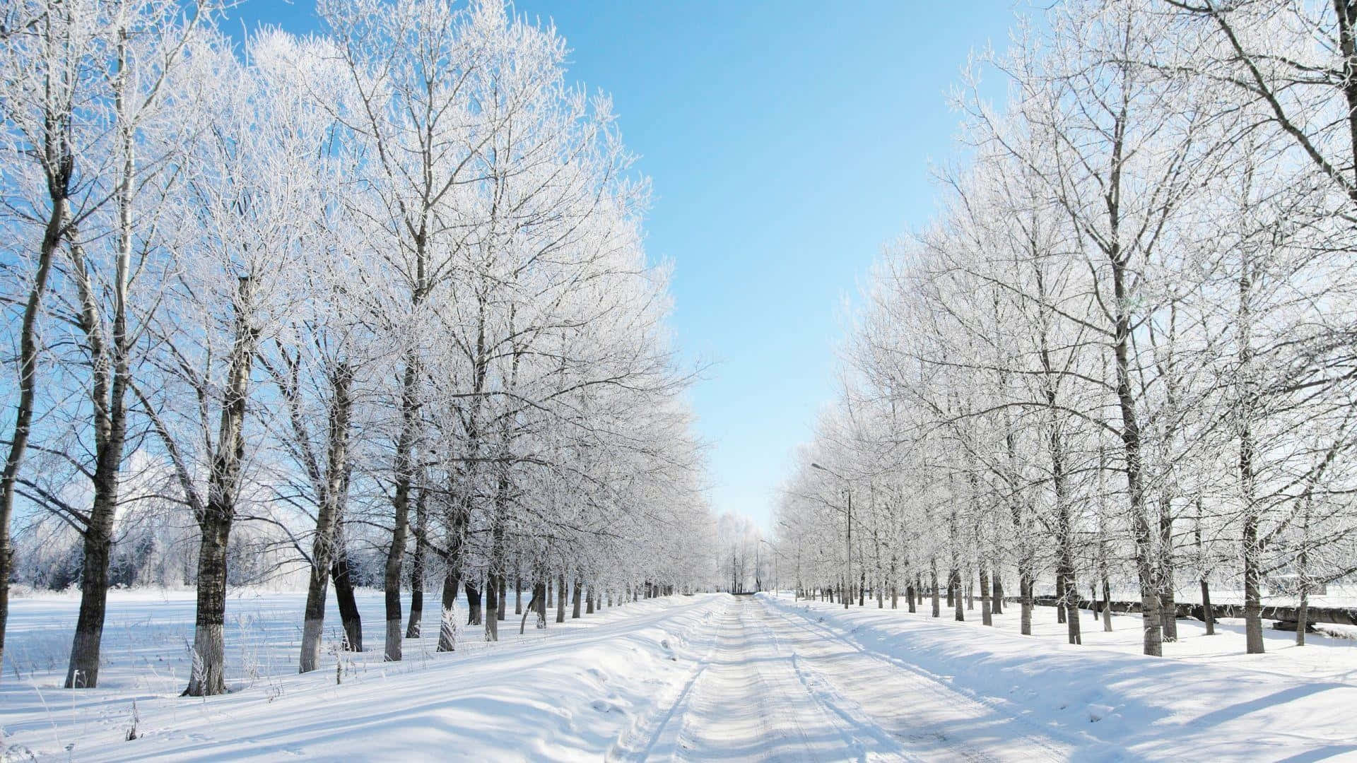 Snowy Road 桌布 壁紙 — 一條被霜雪覆蓋的樹木夾道的積雪道路，在清澈湛藍的冬日天空下延伸至遠方。