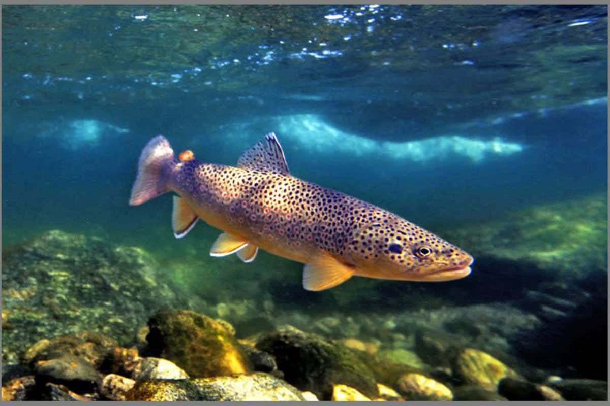 Brown Trout 桌布 壁紙 — 一條褐鱒在清澈的藍綠色水中，優雅地游過陽光照射的河石上方。