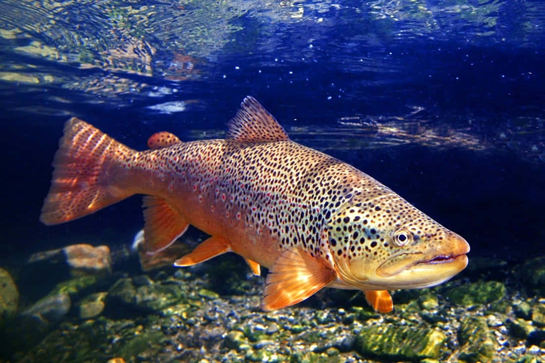 Brown Trout 桌布 壁紙 — 一條褐鱒在清澈的藍色水下，優雅地游過陽光照耀的河石。