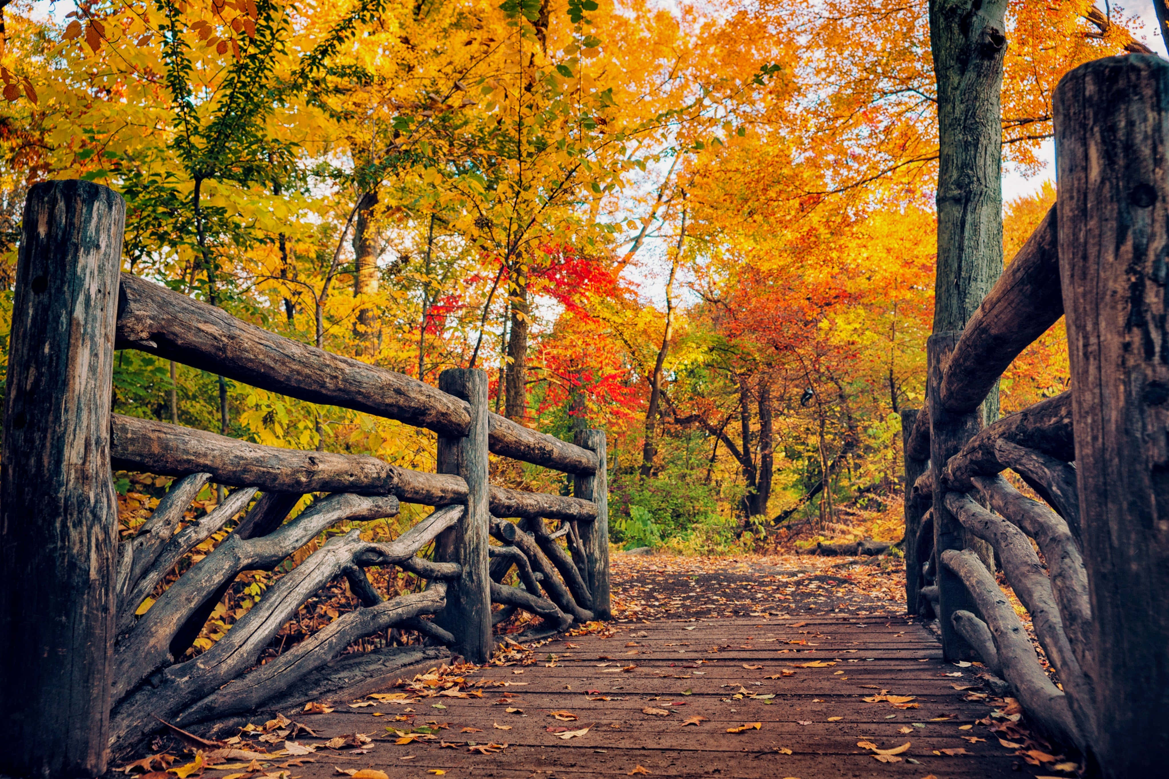 Fall Photography 桌布 壁紙 — 一條質樸的木橋蜿蜒穿過充滿活力的秋日森林，金橙色的樹葉鋪滿了小徑。