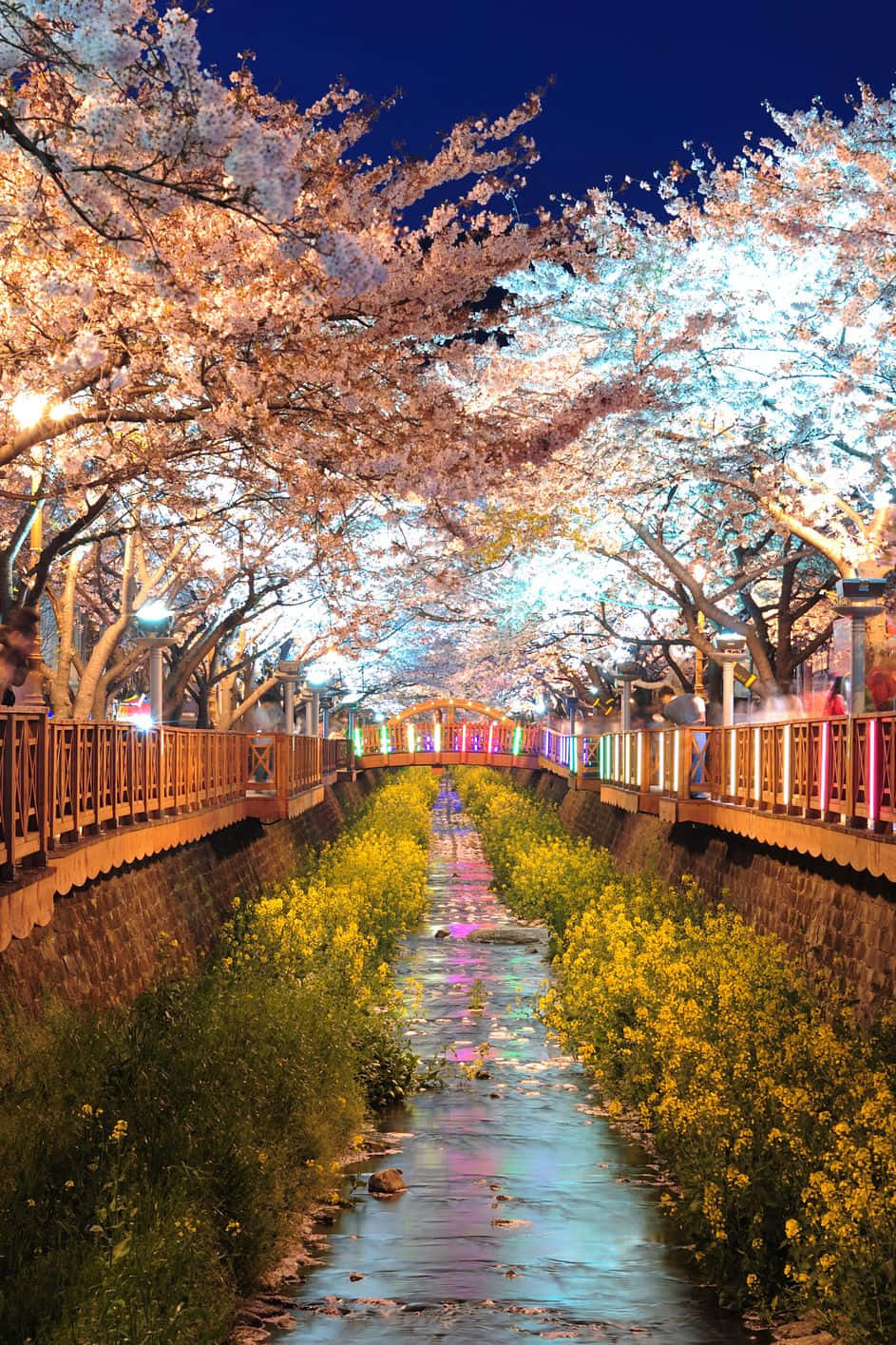 South Korea 桌布 壁紙 — 一條運河兩旁種滿櫻花樹，在五彩燈光下閃閃發光，岸邊有黃色花朵，充滿活力的夜景。